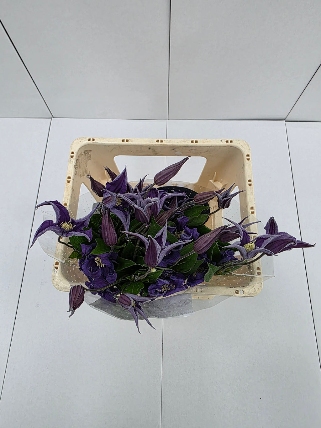 Farm Fresh Clematis Blue Piroutte(Bunch of 10 stems, Length 60cm)