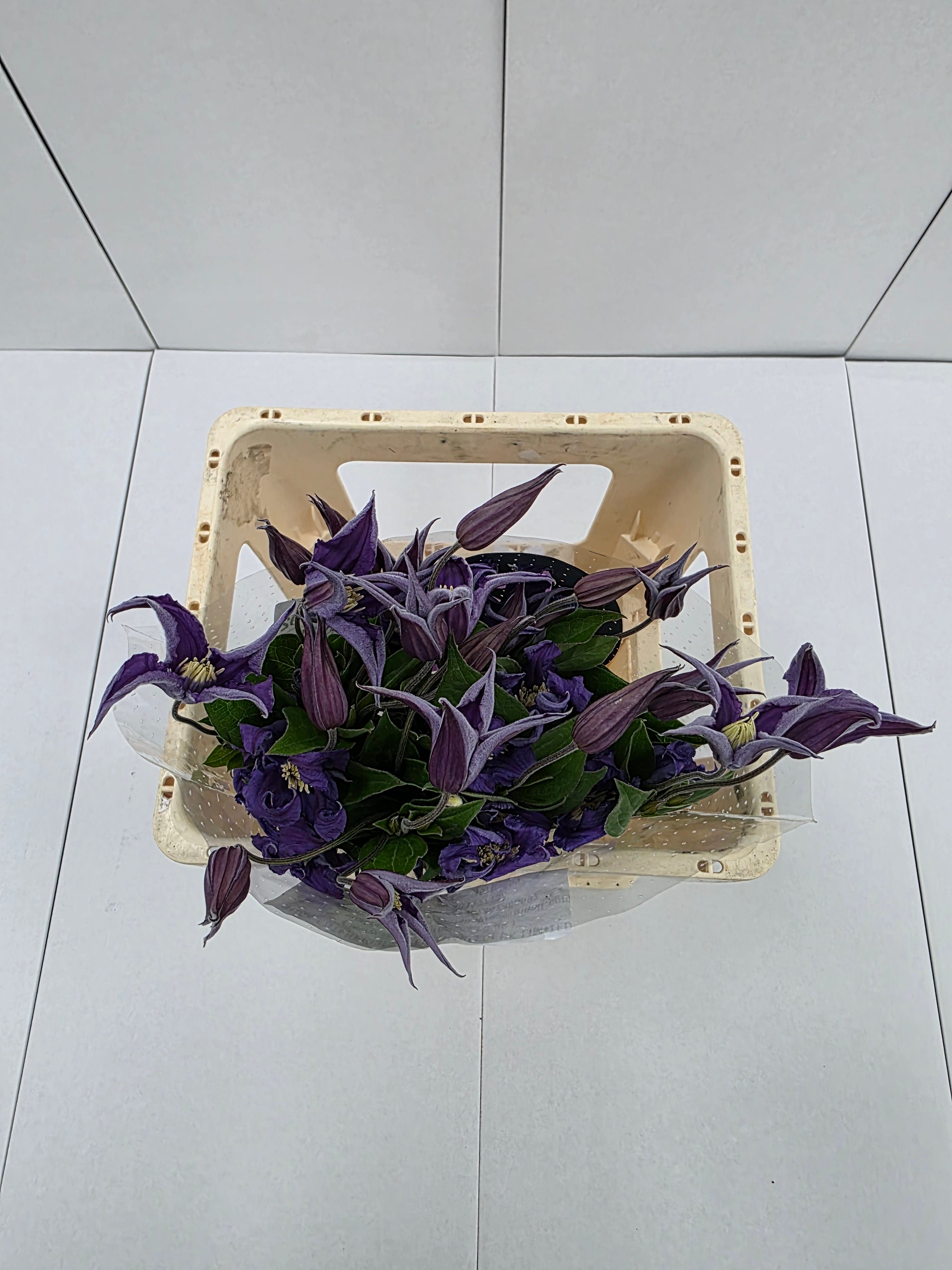 Farm Fresh Clematis Blue Piroutte(Bunch of 10 stems, Length 60cm)