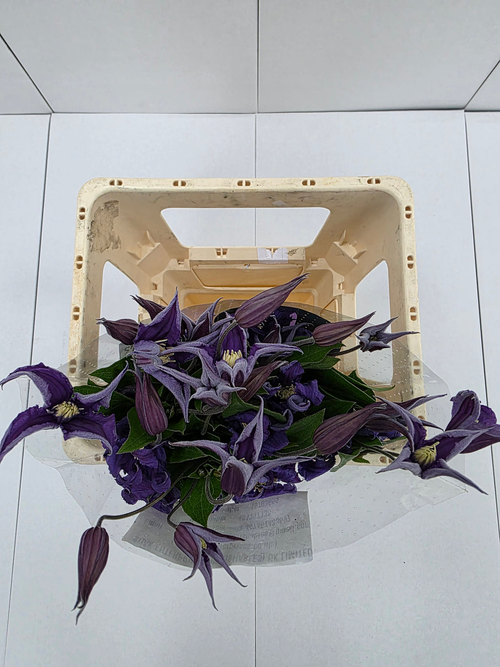 Farm Fresh Clematis Blue Piroutte(Bunch of 10 stems, Length 60cm)