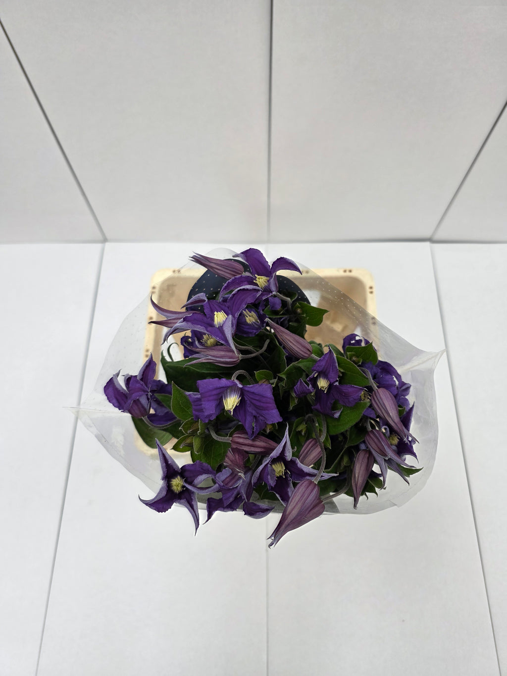 Farm Fresh Clematis Blue Piroutte(Bunch of 10 stems, Length 70cm)