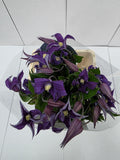 Farm Fresh Clematis Blue Piroutte(Bunch of 10 stems, Length 70cm)