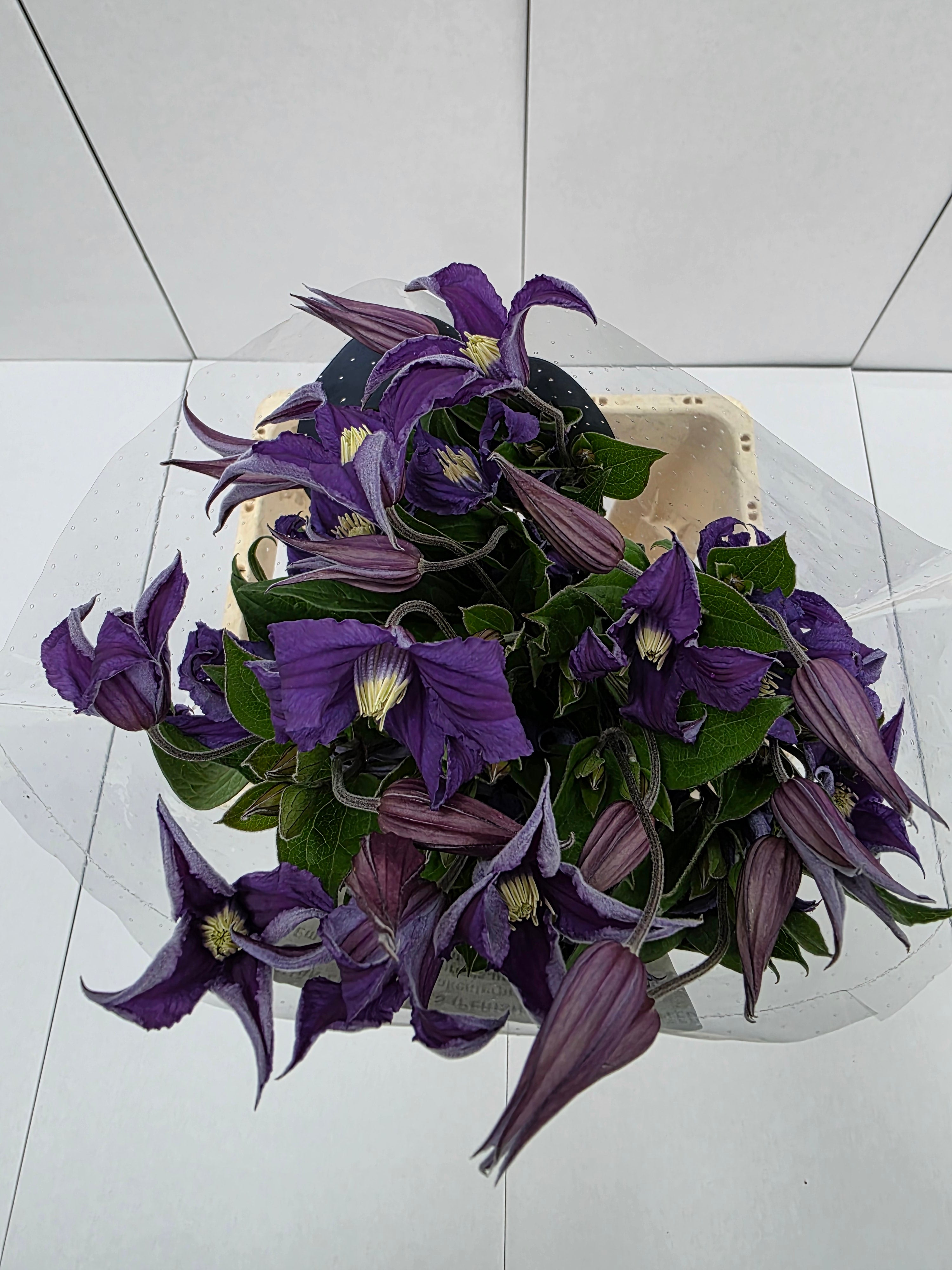 Farm Fresh Clematis Blue Piroutte(Bunch of 10 stems, Length 70cm)