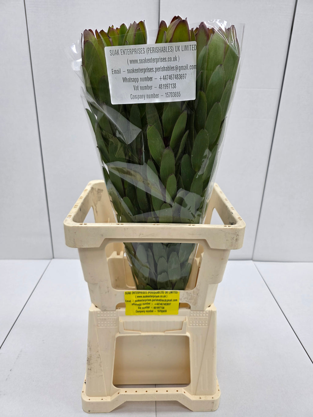Farm Fresh Leucadendron Safari Goldstrike (Bunch of 10 stems, Length 70cm)