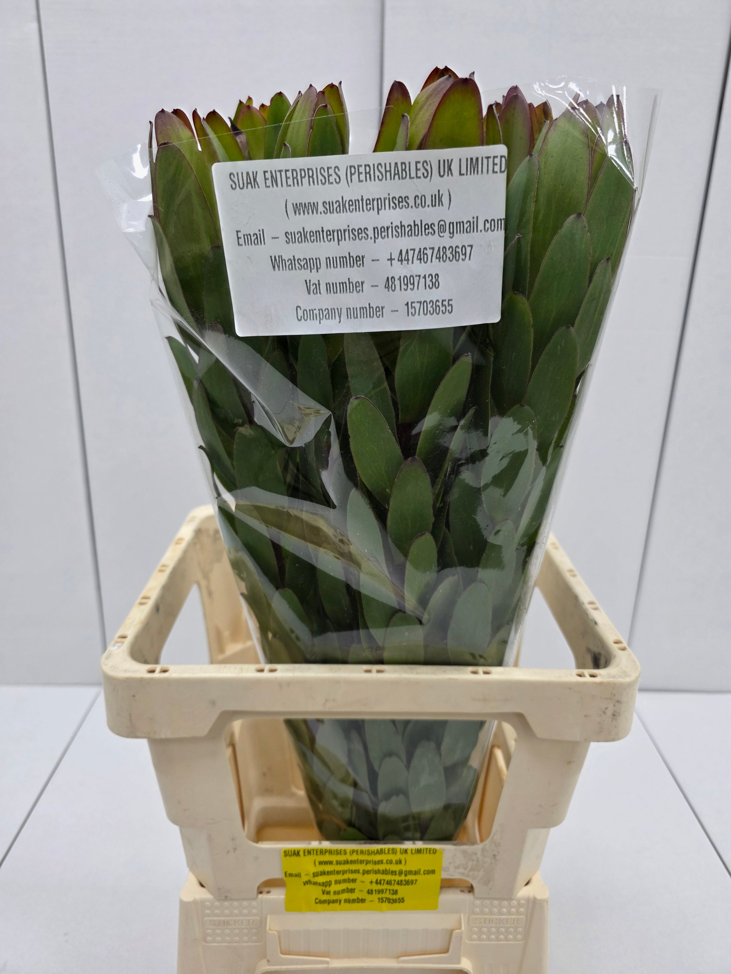 Farm Fresh Leucadendron Safari Goldstrike (Bunch of 10 stems, Length 70cm)