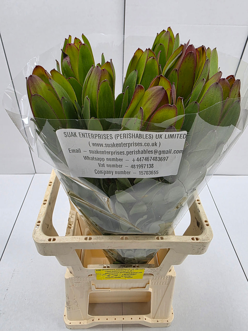 Farm Fresh Leucadendron Safari Goldstrike (Bunch of 10 stems, Length 70cm)
