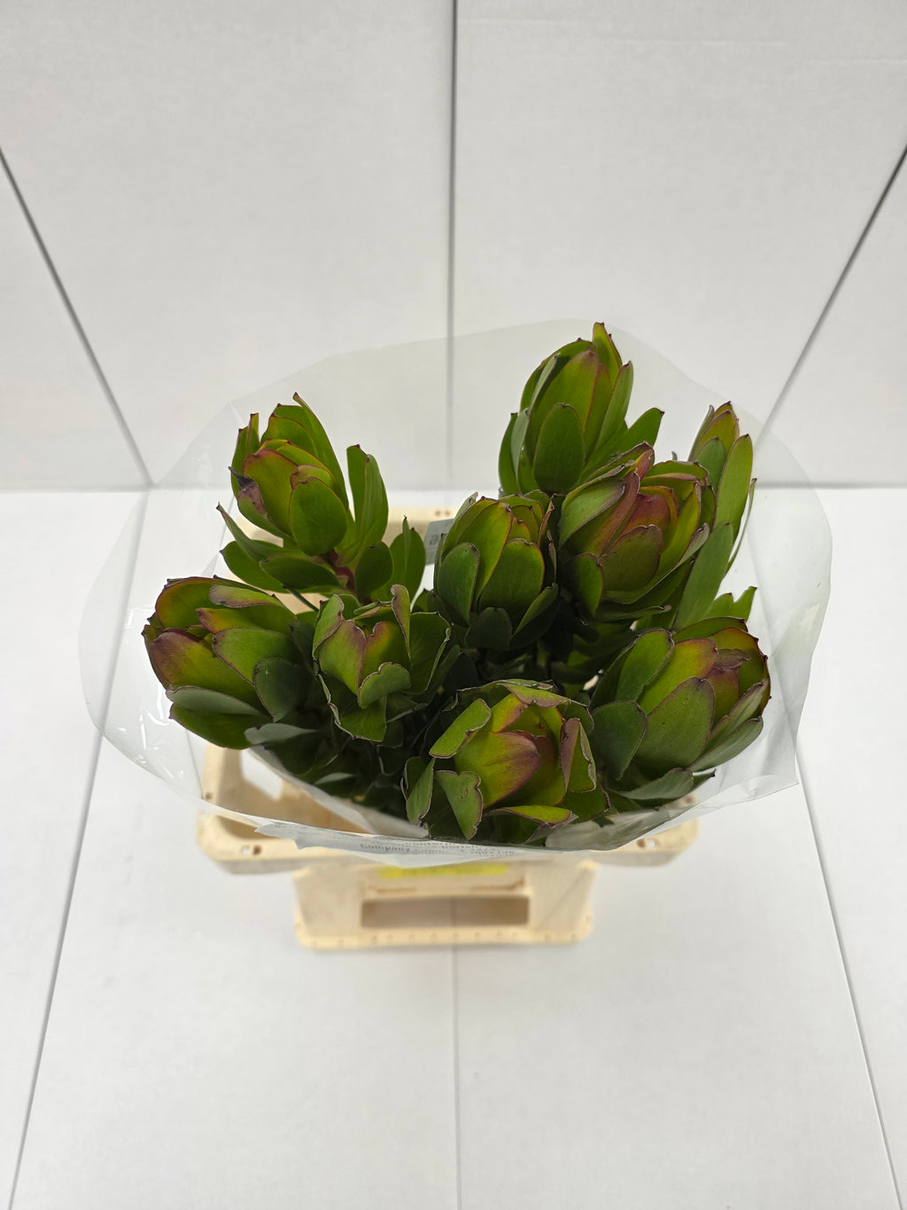 Farm Fresh Leucadendron Safari Goldstrike (Bunch of 10 stems, Length 70cm)