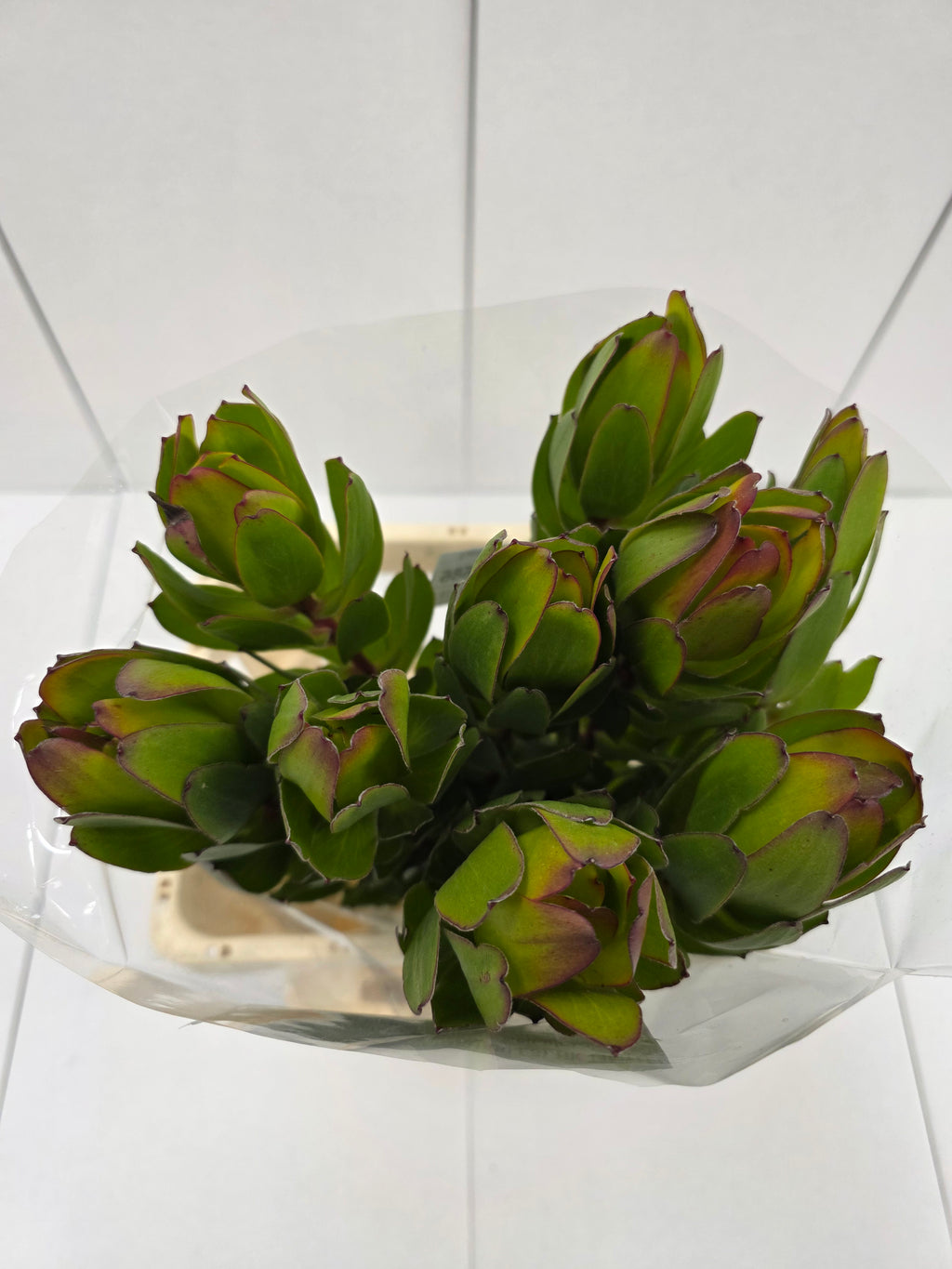 Farm Fresh Leucadendron Safari Goldstrike (Bunch of 10 stems, Length 70cm)