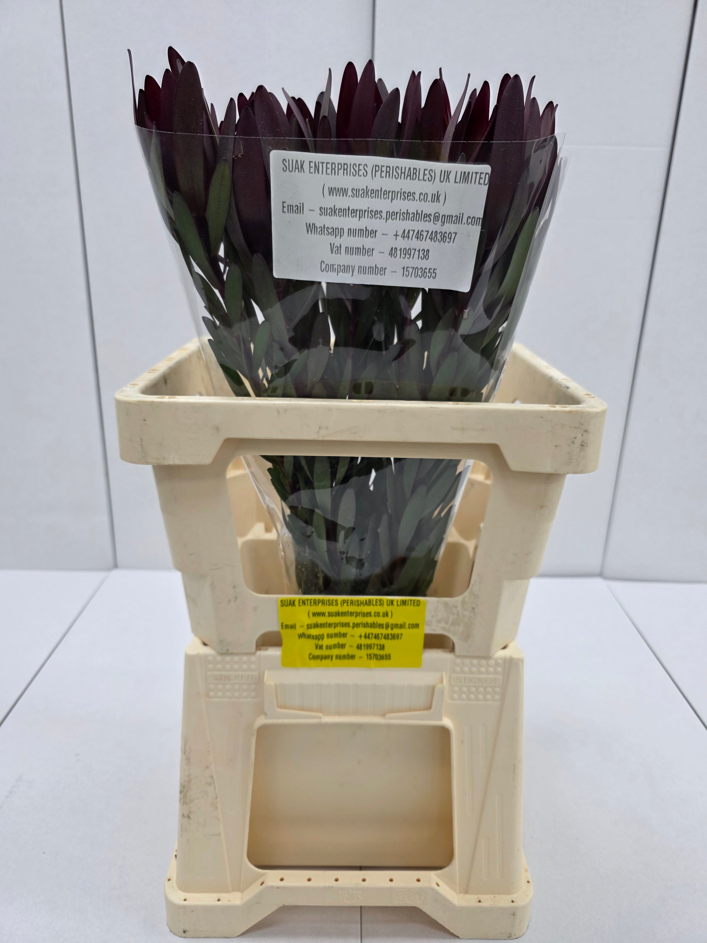 Farm Fresh Leucadendron Safari Sunset (Bunch of 10 stems, Length 60cm)