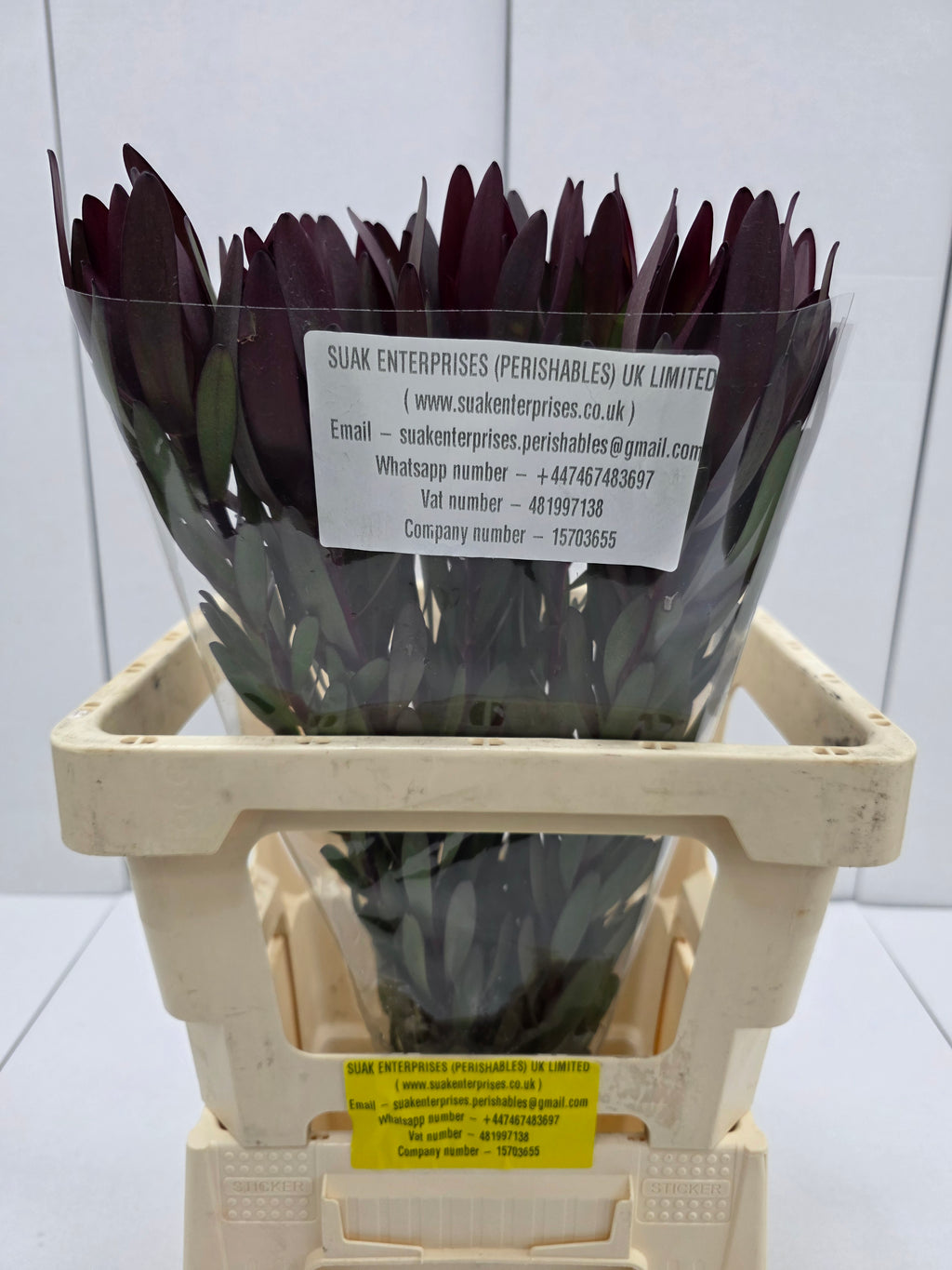 Farm Fresh Leucadendron Safari Sunset (Bunch of 10 stems, Length 60cm)