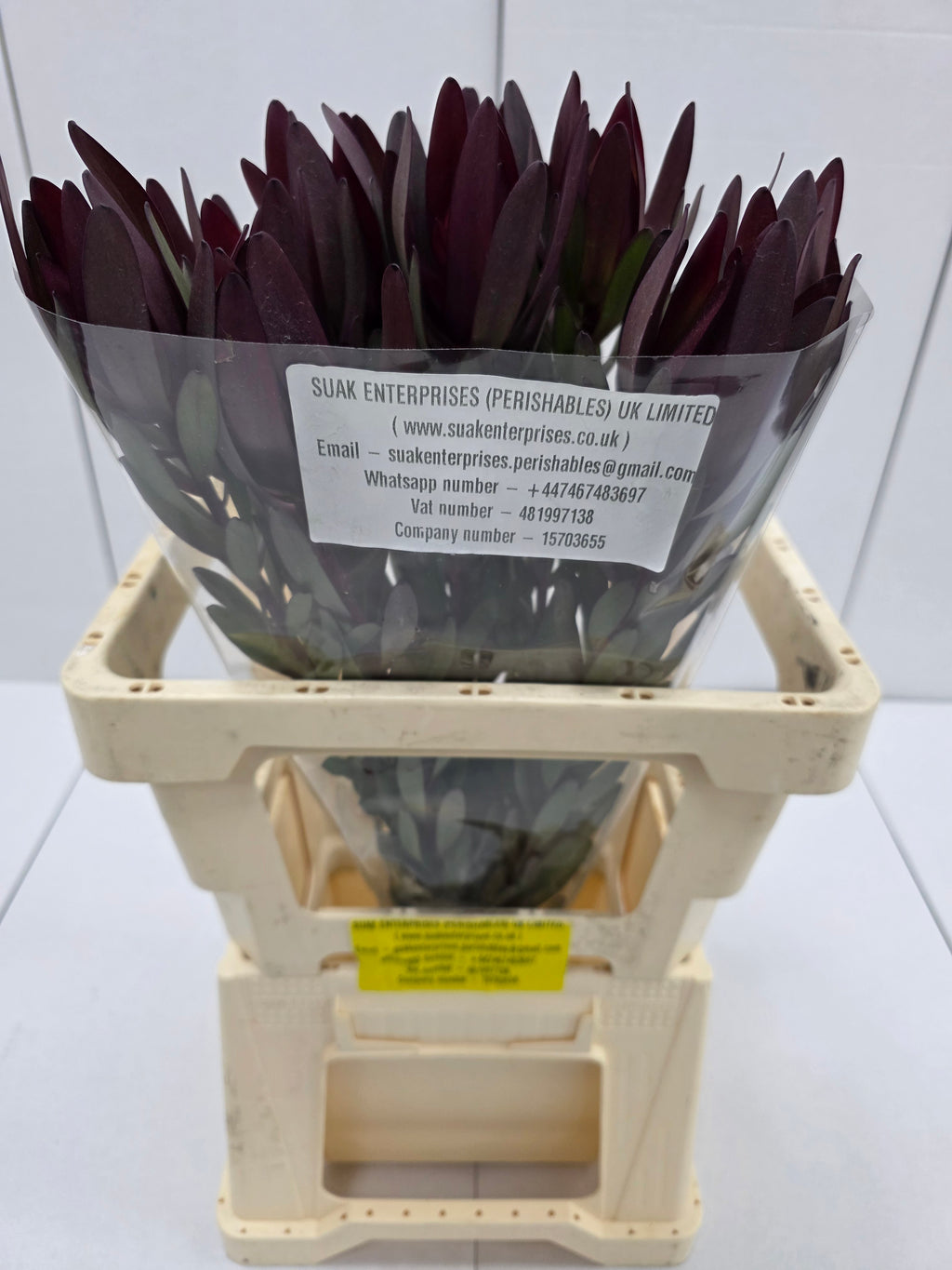 Farm Fresh Leucadendron Safari Sunset (Bunch of 10 stems, Length 60cm)