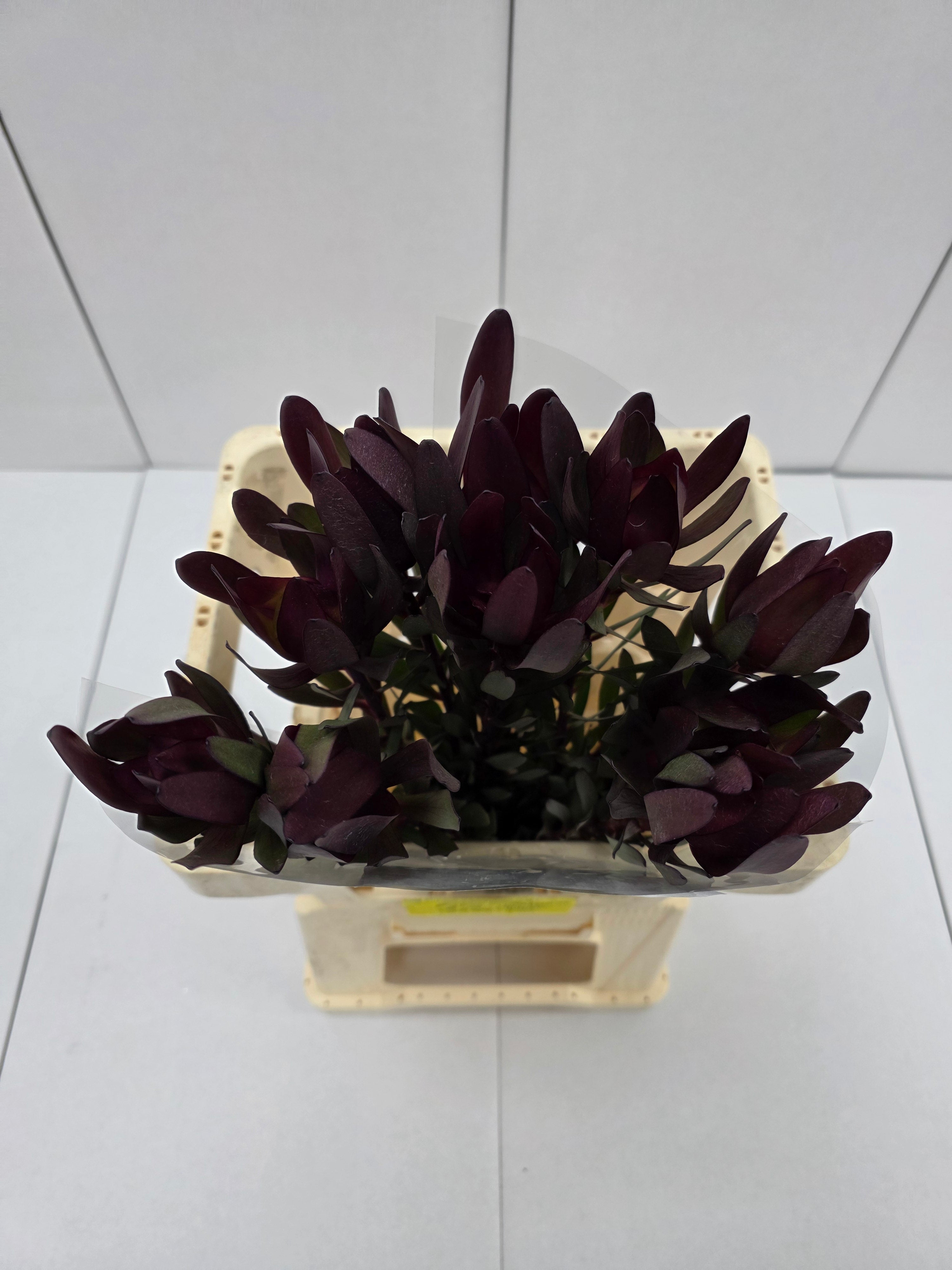 Farm Fresh Leucadendron Safari Sunset (Bunch of 10 stems, Length 60cm)