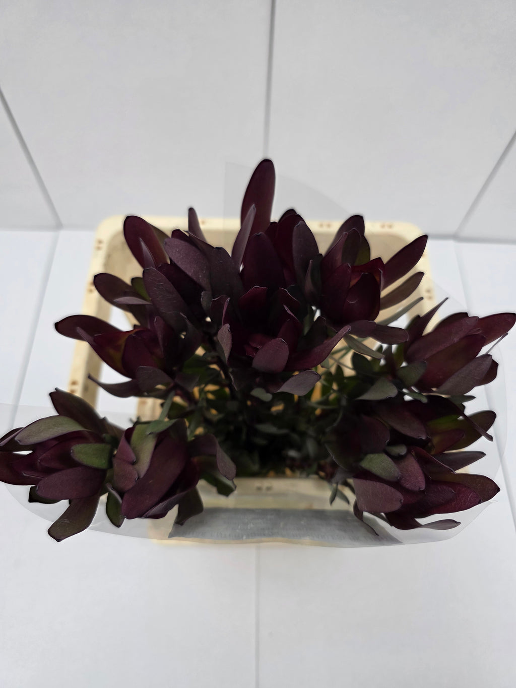 Farm Fresh Leucadendron Safari Sunset (Bunch of 10 stems, Length 60cm)
