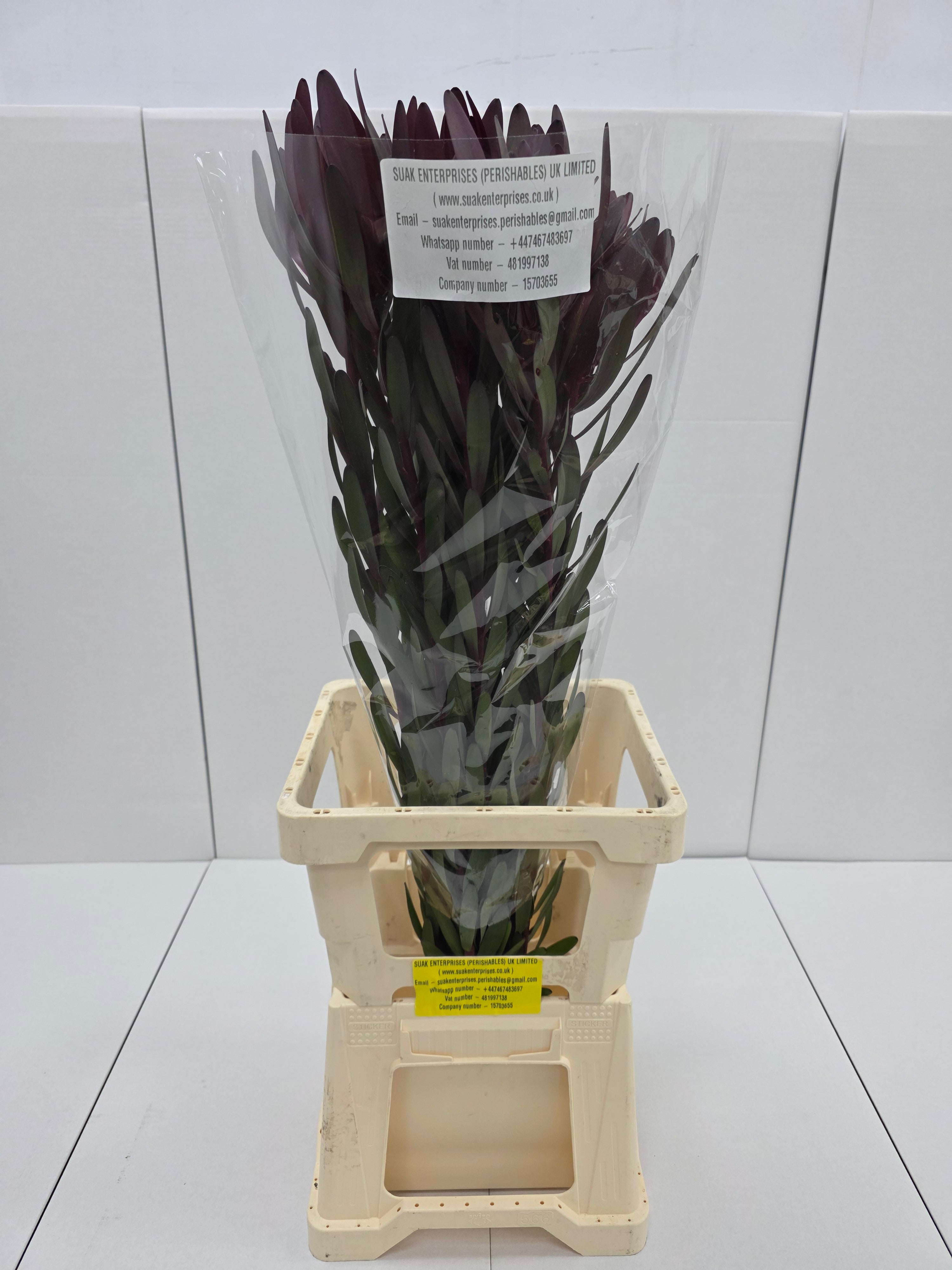 Farm Fresh Leucadendron Sal Bush Spray(Bunch of 10 stems, Length 50cm)