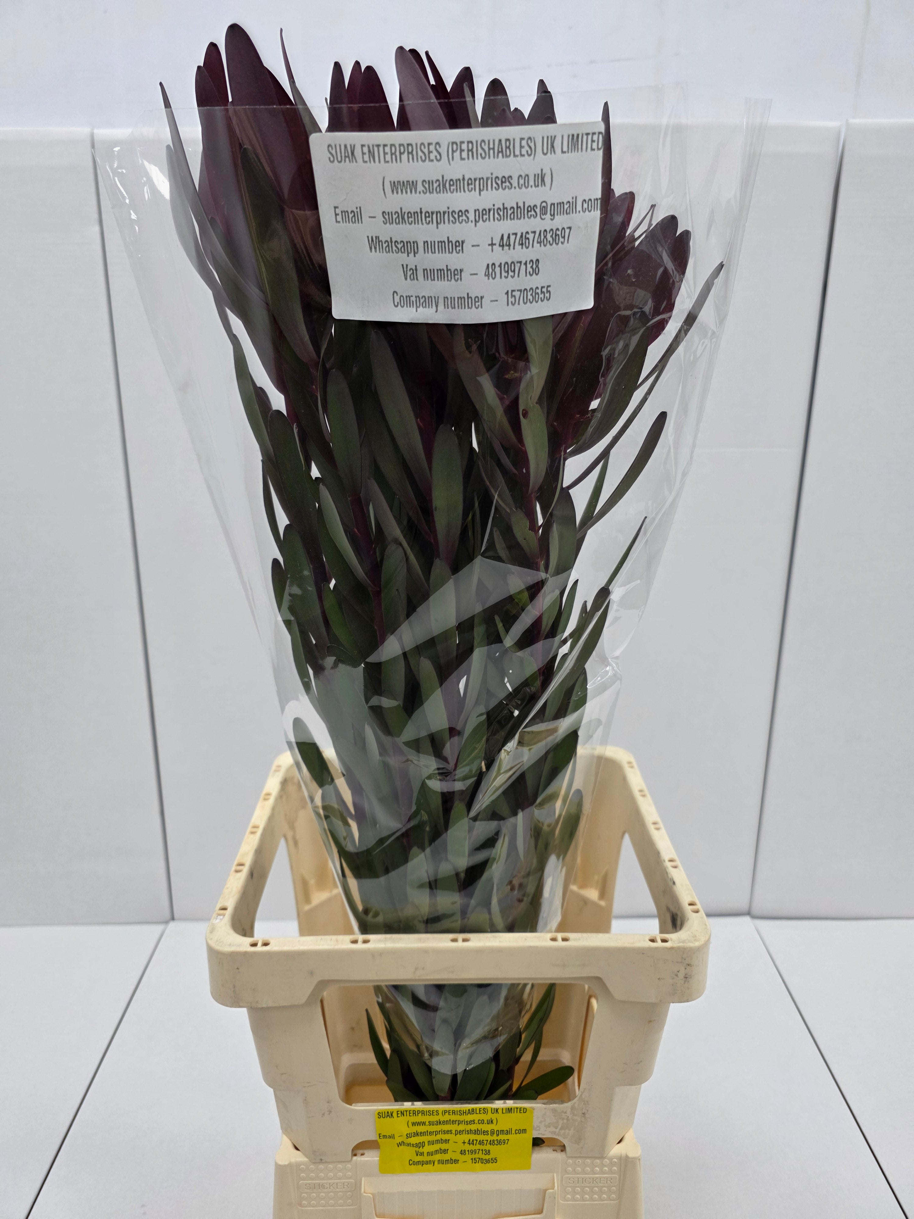 Farm Fresh Leucadendron Sal Bush Spray(Bunch of 10 stems, Length 50cm)