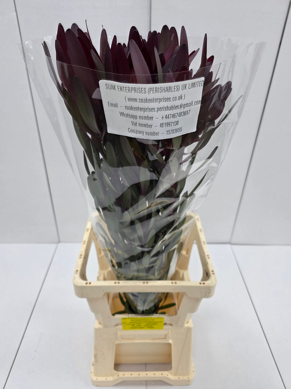 Farm Fresh Leucadendron Sal Bush Spray(Bunch of 10 stems, Length 50cm)