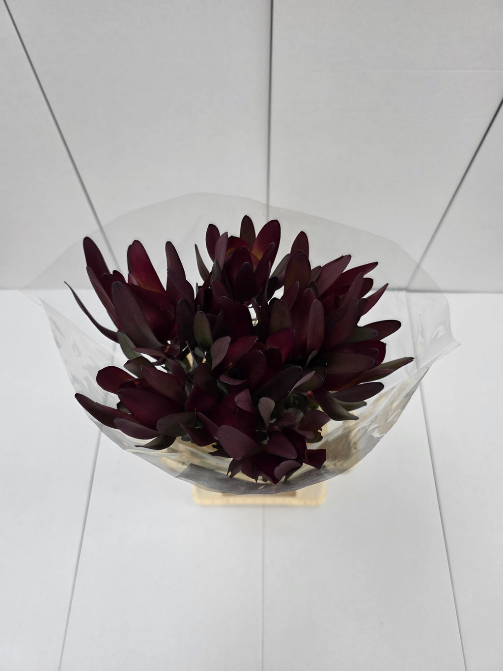 Farm Fresh Leucadendron Sal Bush Spray(Bunch of 10 stems, Length 50cm)