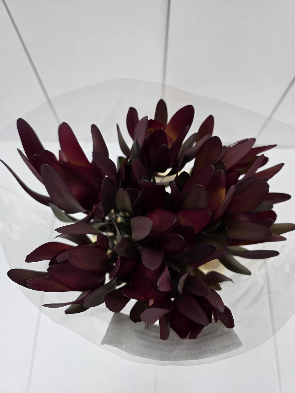 Farm Fresh Leucadendron Sal Bush Spray(Bunch of 10 stems, Length 50cm)