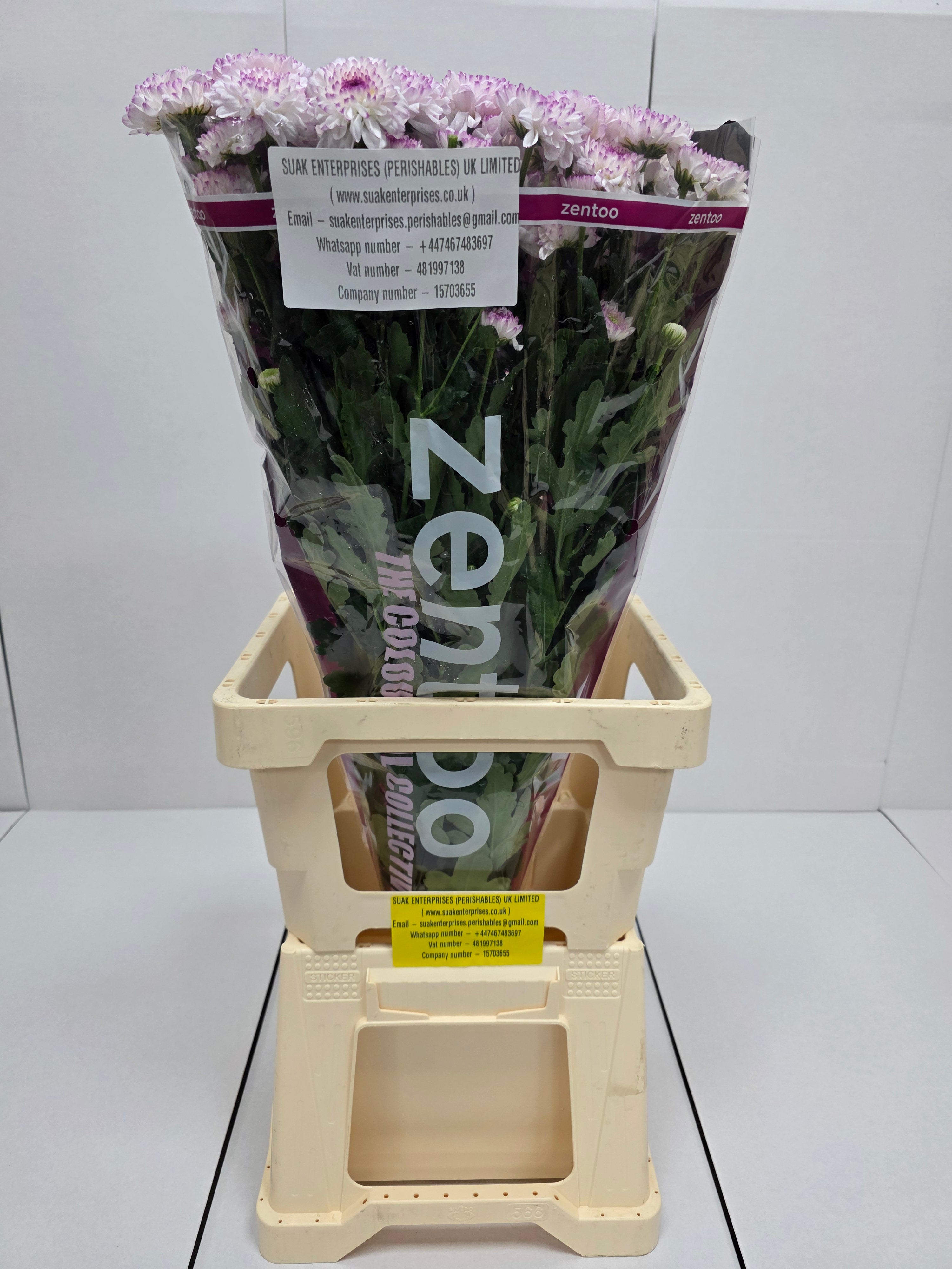 Farm Fresh Spray Chrysanthemum T Abbey (Bunch of 5 stems, Length 70cm) (PACK OF 2)