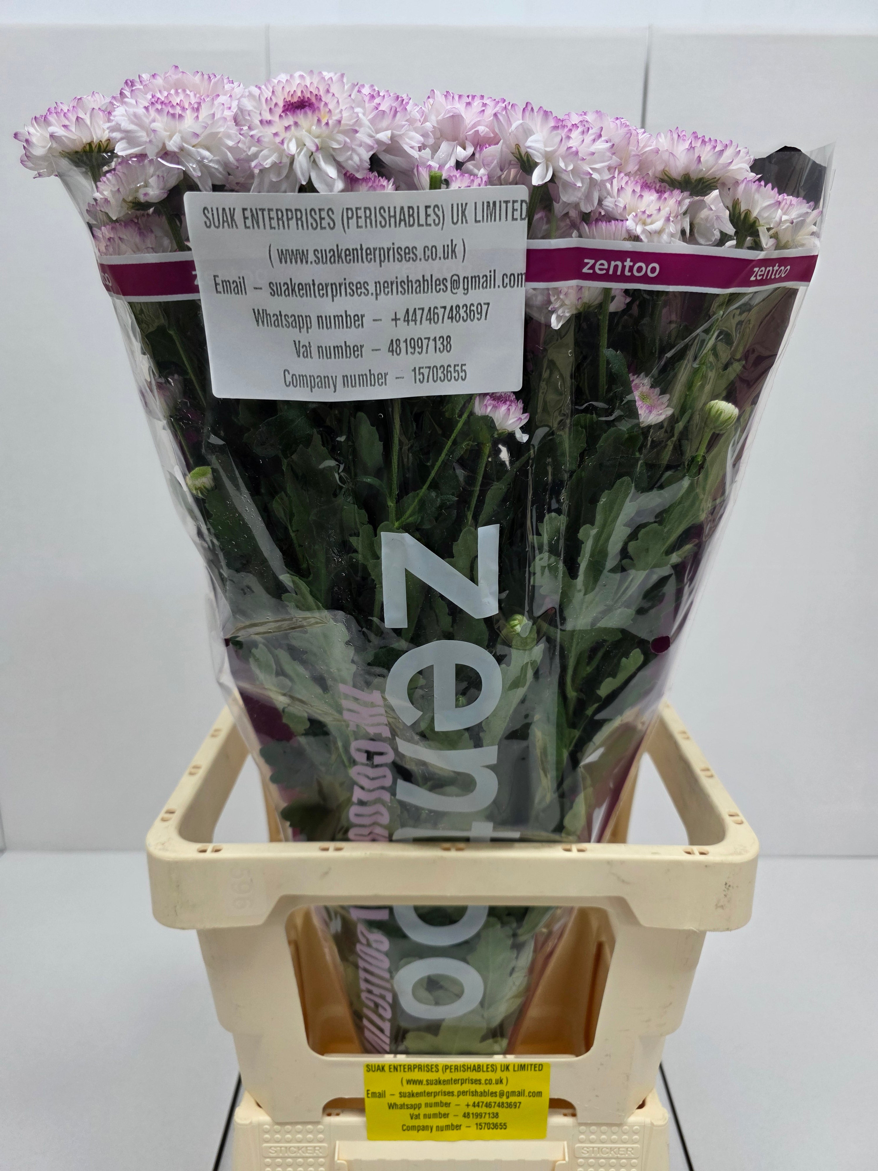 Farm Fresh Spray Chrysanthemum T Abbey (Bunch of 5 stems, Length 70cm) (PACK OF 2)