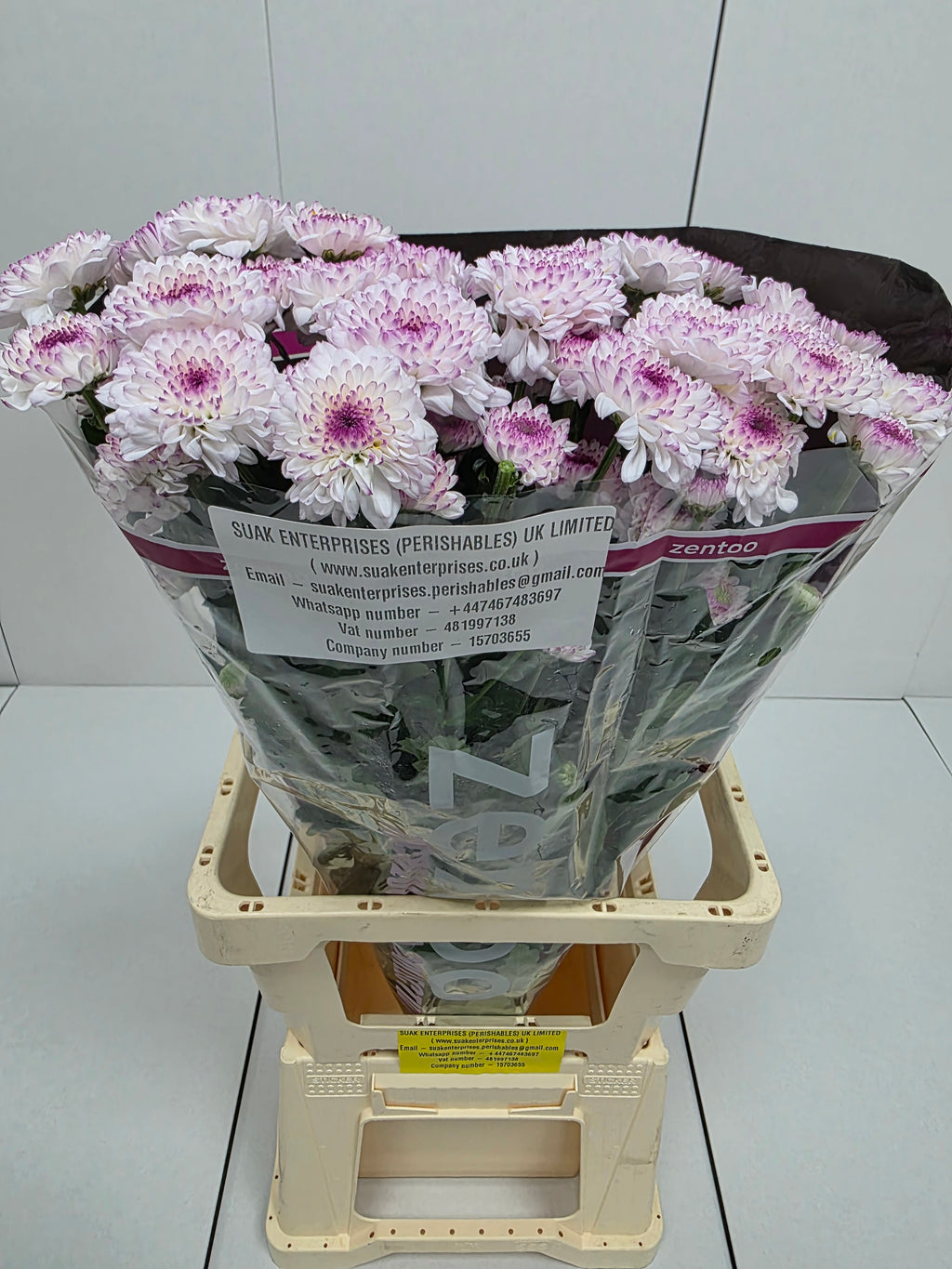 Farm Fresh Spray Chrysanthemum T Abbey (Bunch of 5 stems, Length 70cm) (PACK OF 2)