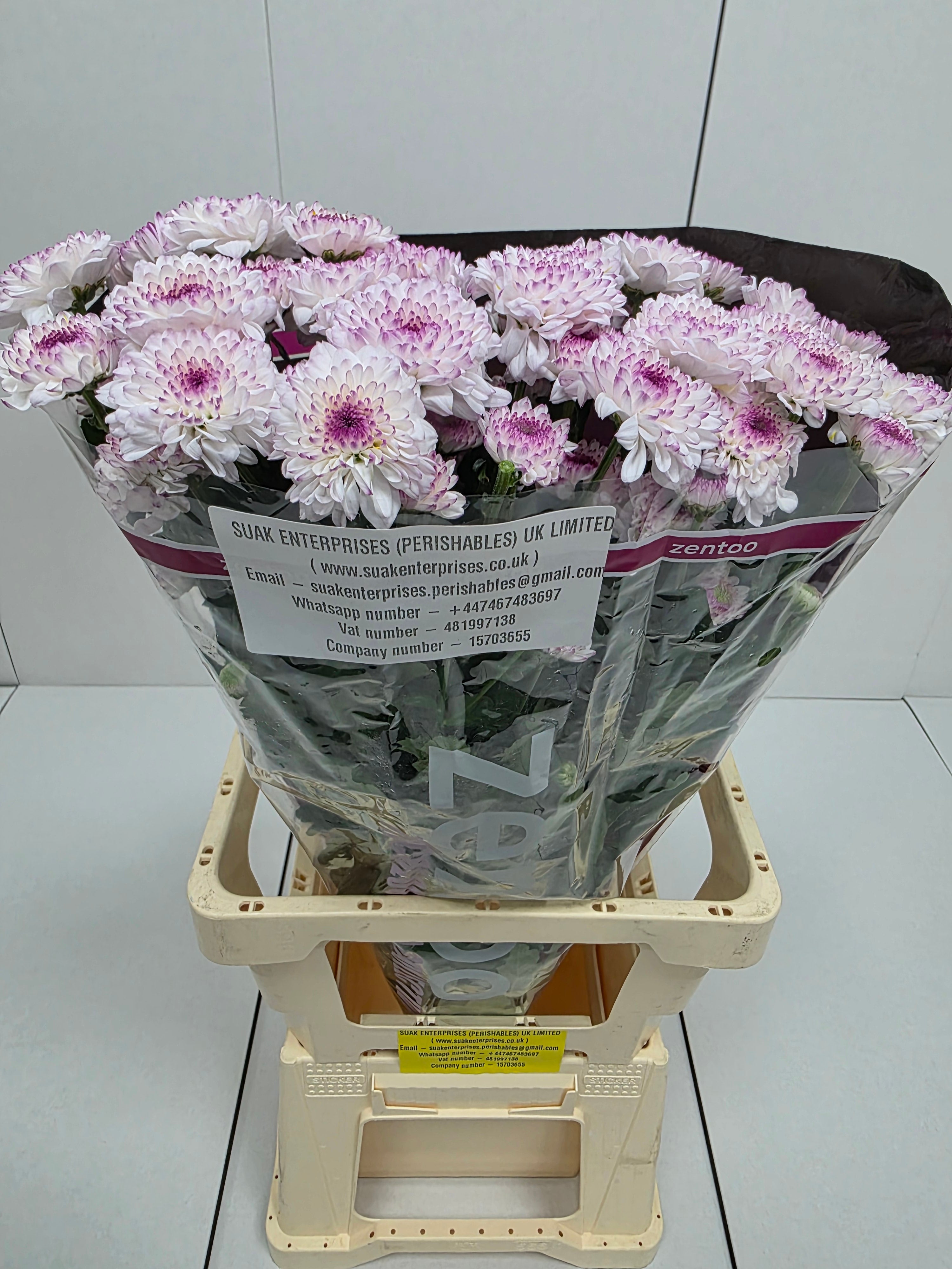 Farm Fresh Spray Chrysanthemum T Abbey (Bunch of 5 stems, Length 70cm) (PACK OF 2)