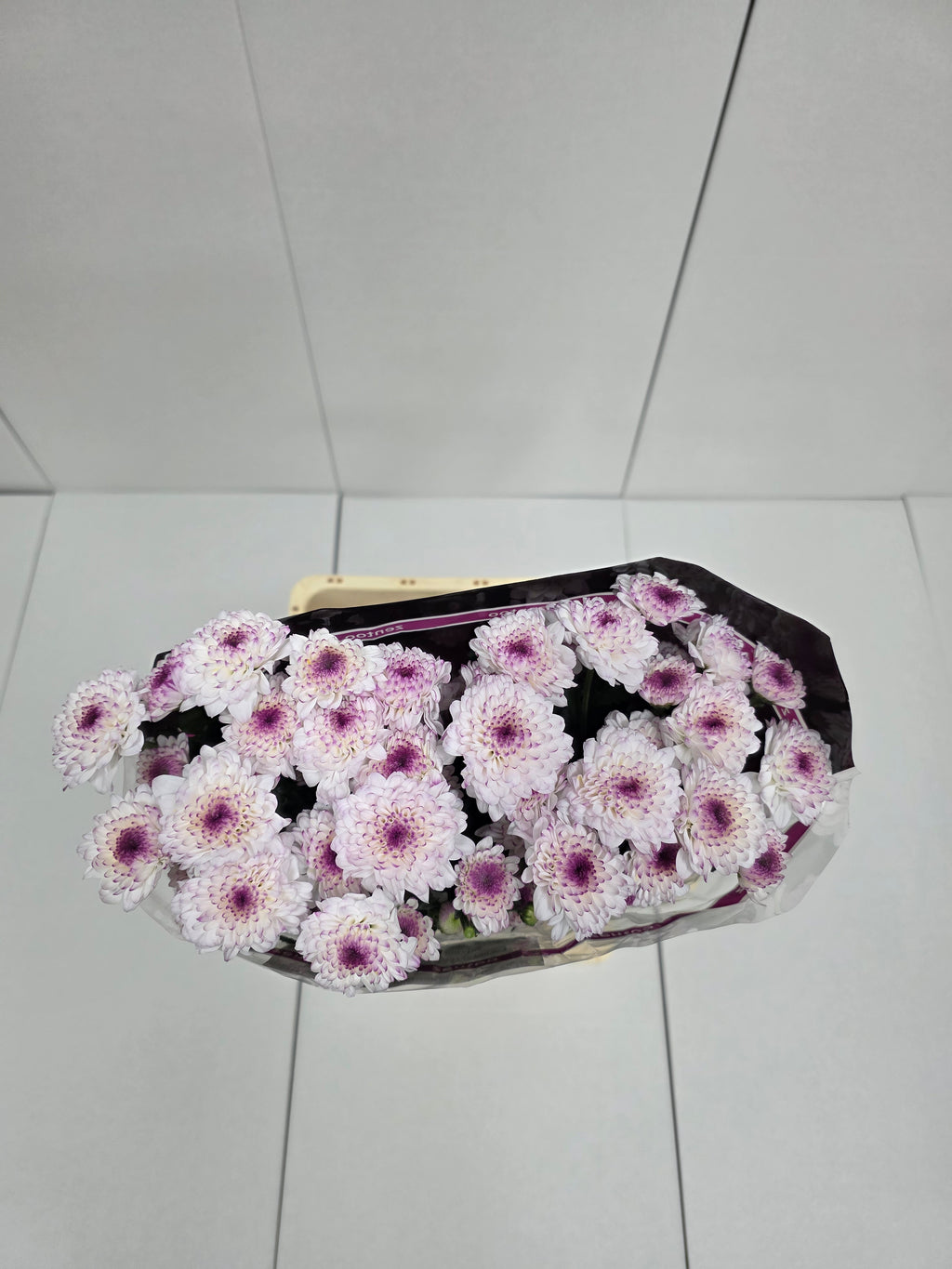 Farm Fresh Spray Chrysanthemum T Abbey (Bunch of 5 stems, Length 70cm) (PACK OF 2)