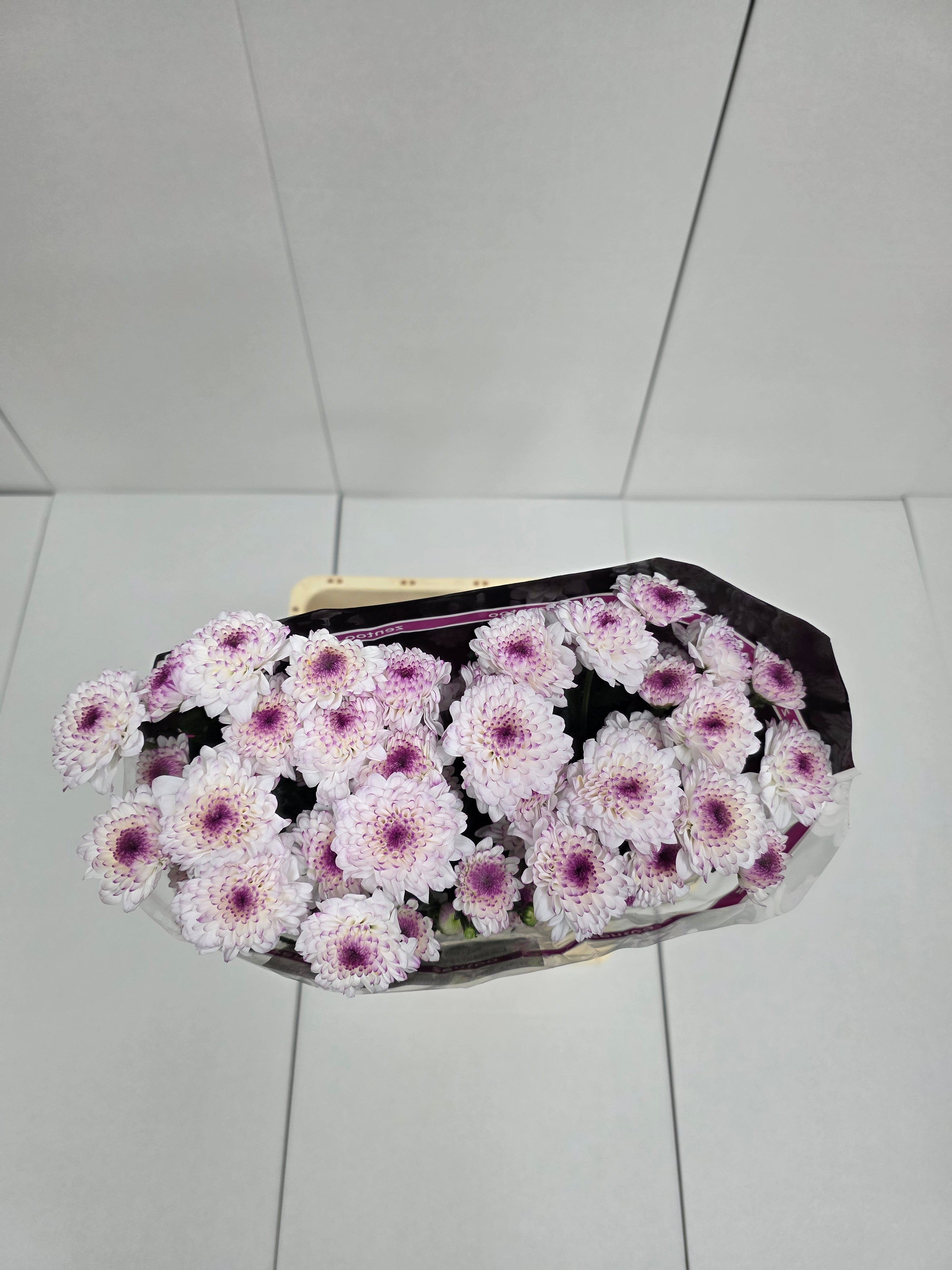 Farm Fresh Spray Chrysanthemum T Abbey (Bunch of 5 stems, Length 70cm) (PACK OF 2)