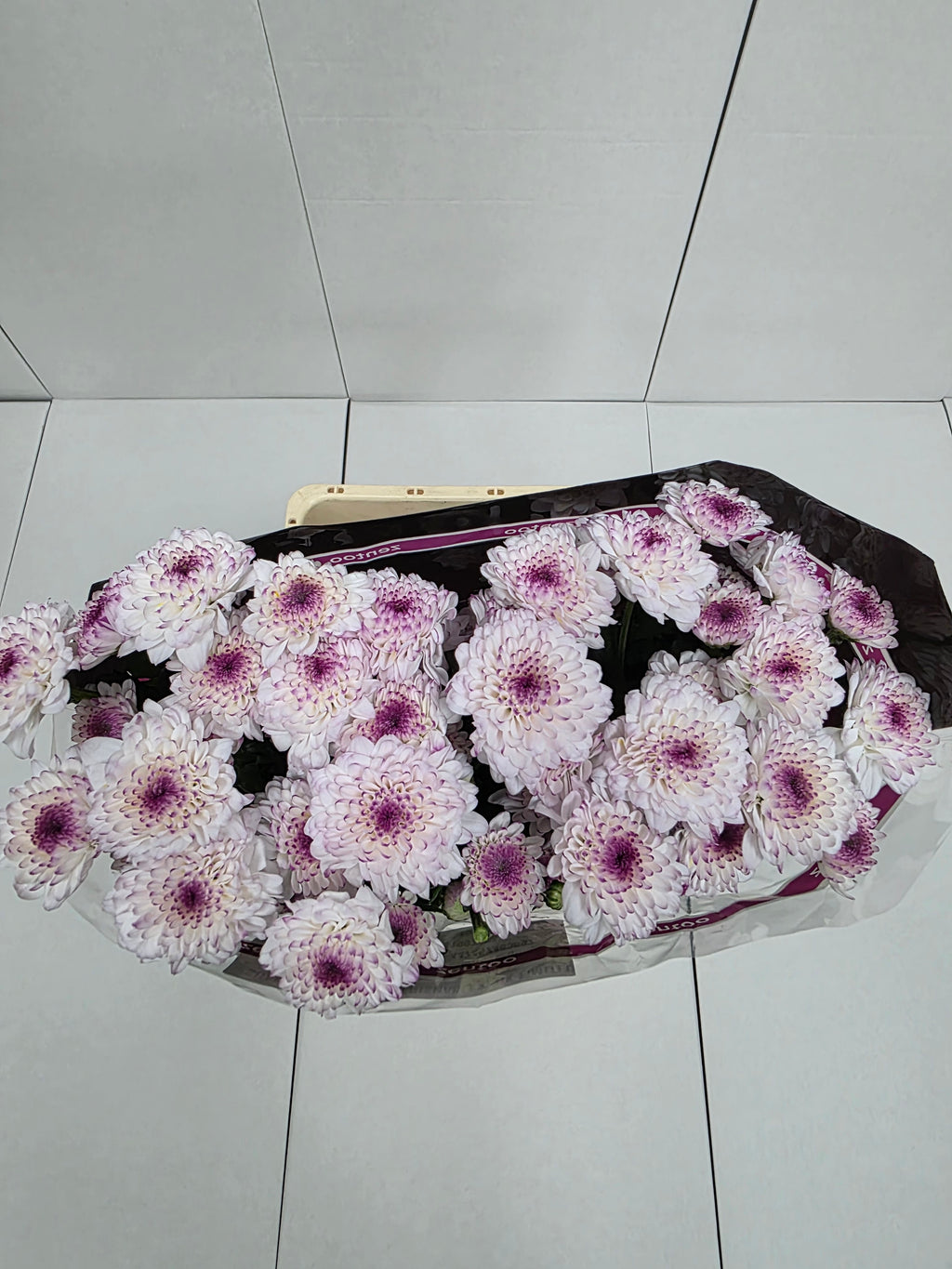 Farm Fresh Spray Chrysanthemum T Abbey (Bunch of 5 stems, Length 70cm) (PACK OF 2)