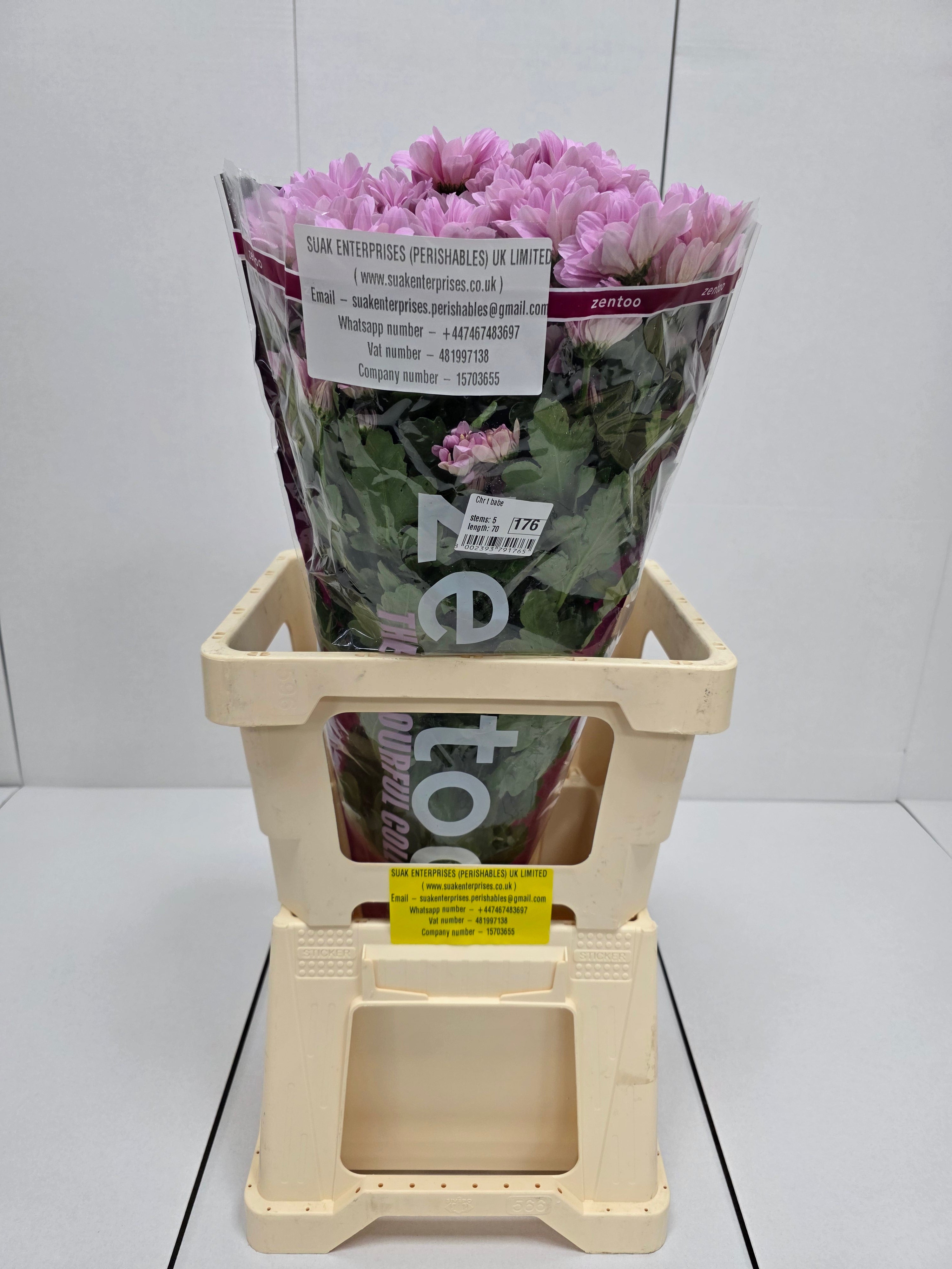 Farm Fresh Spray Chrysanthemum T Babe (Bunch of 5 stems, Length 70cm) (PACK OF 2)