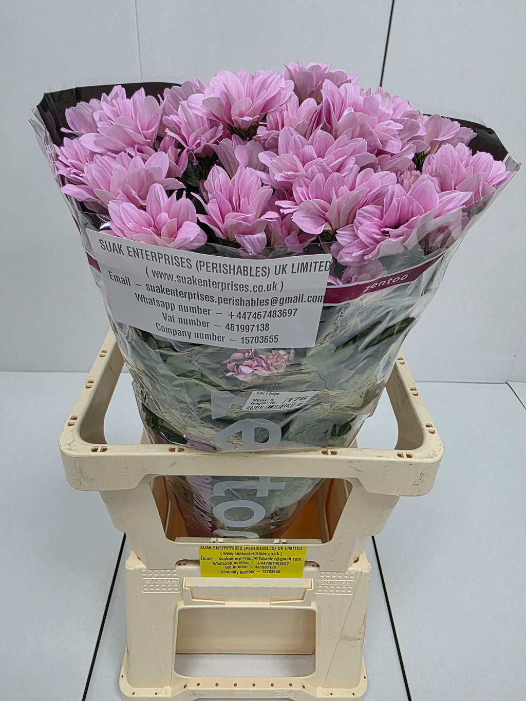 Farm Fresh Spray Chrysanthemum T Babe (Bunch of 5 stems, Length 70cm) (PACK OF 2)