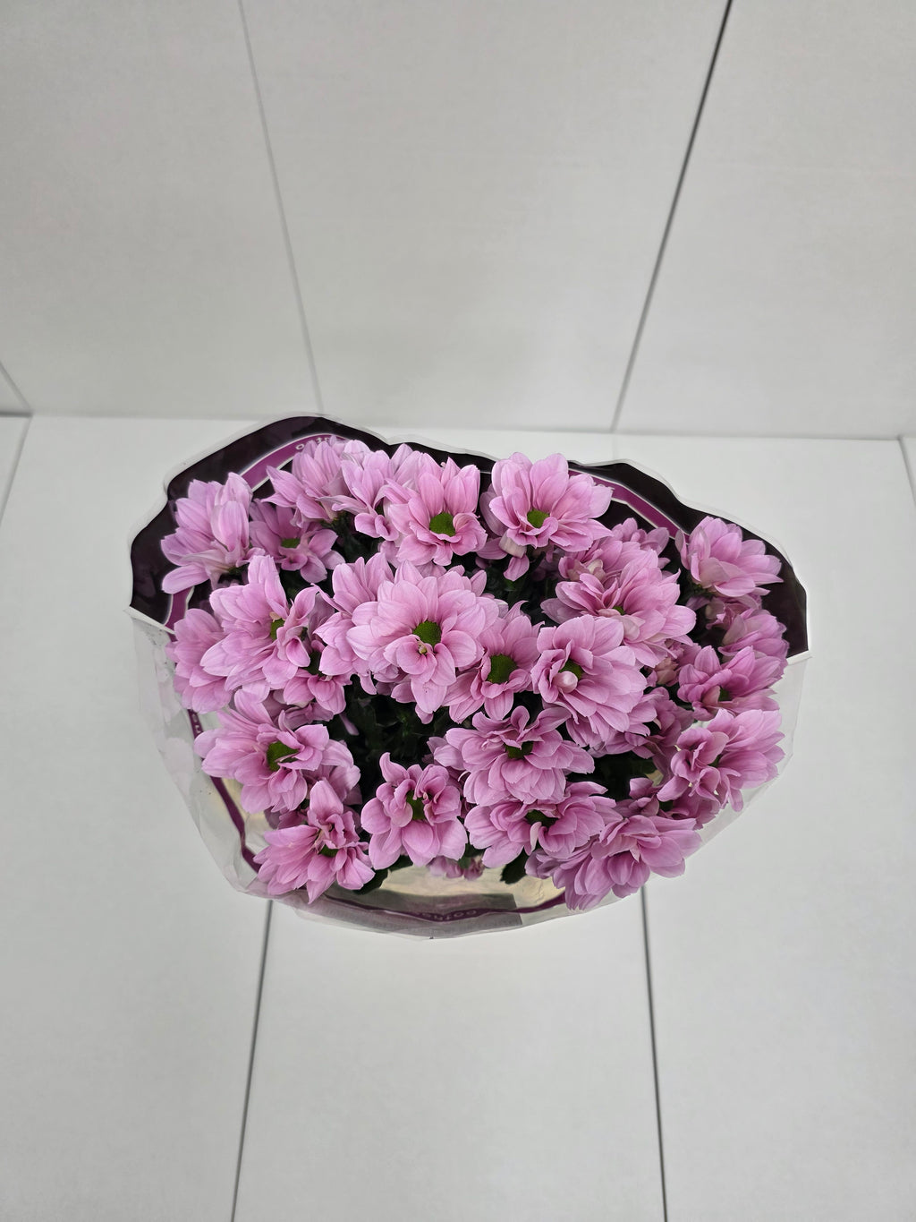 Farm Fresh Spray Chrysanthemum T Babe (Bunch of 5 stems, Length 70cm) (PACK OF 2)