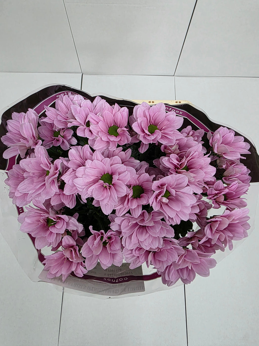 Farm Fresh Spray Chrysanthemum T Babe (Bunch of 5 stems, Length 70cm) (PACK OF 2)