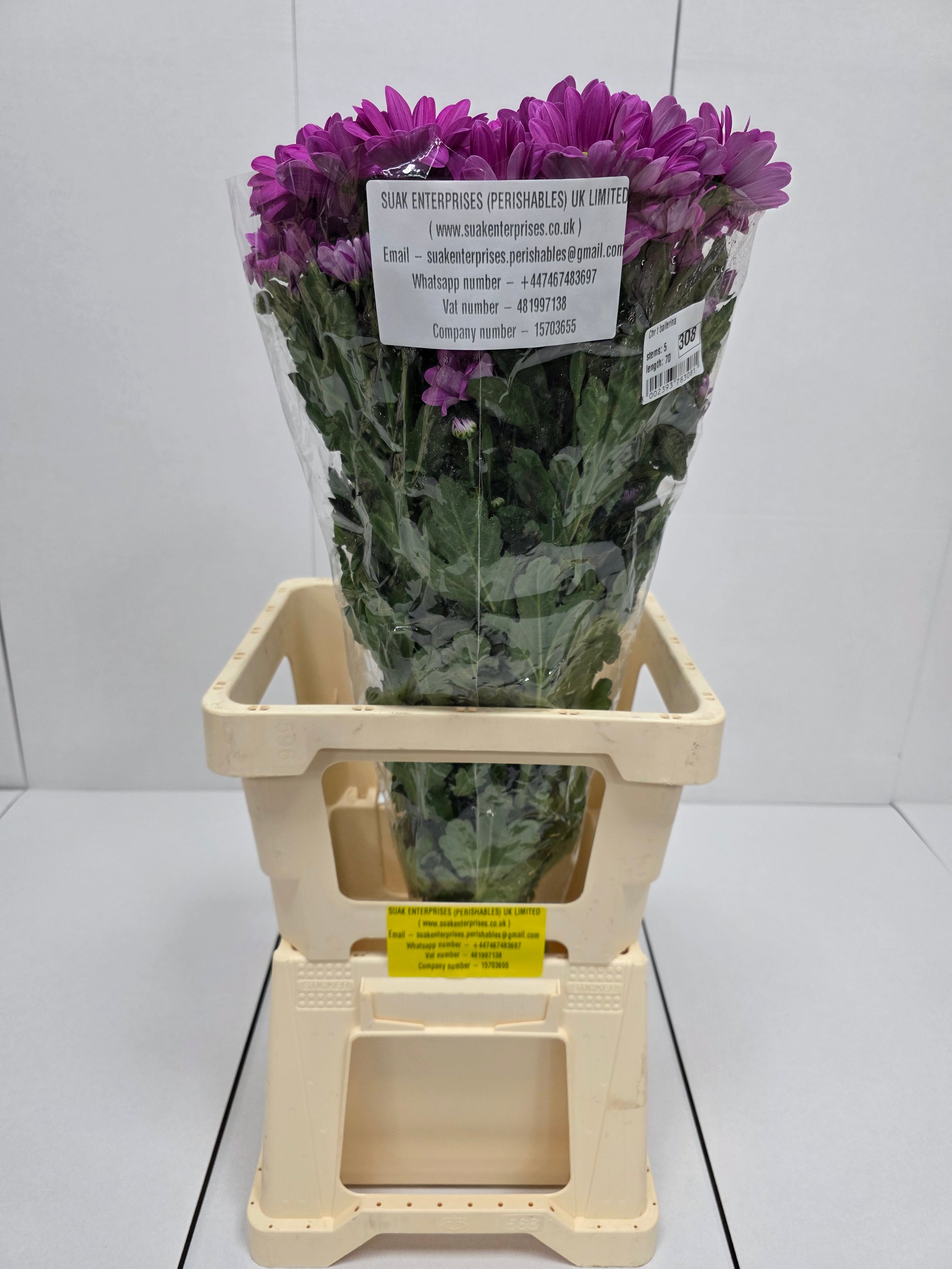 Farm Fresh Spray Chrysanthemum T Ballerina Pink (Bunch of 5 stems, Length 70cm) (PACK OF 2)