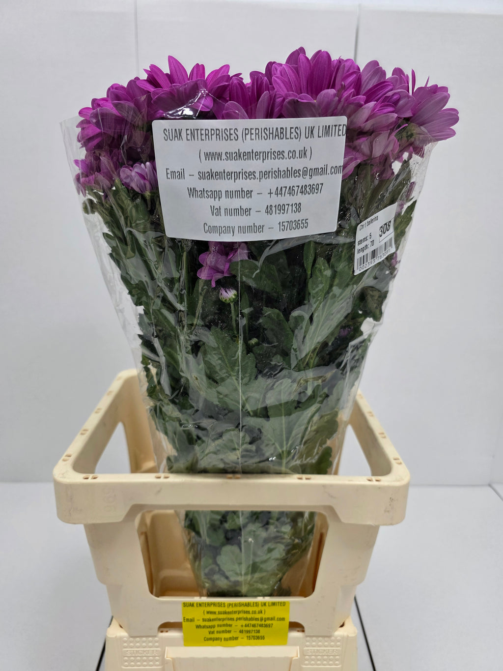 Farm Fresh Spray Chrysanthemum T Ballerina Pink (Bunch of 5 stems, Length 70cm) (PACK OF 2)