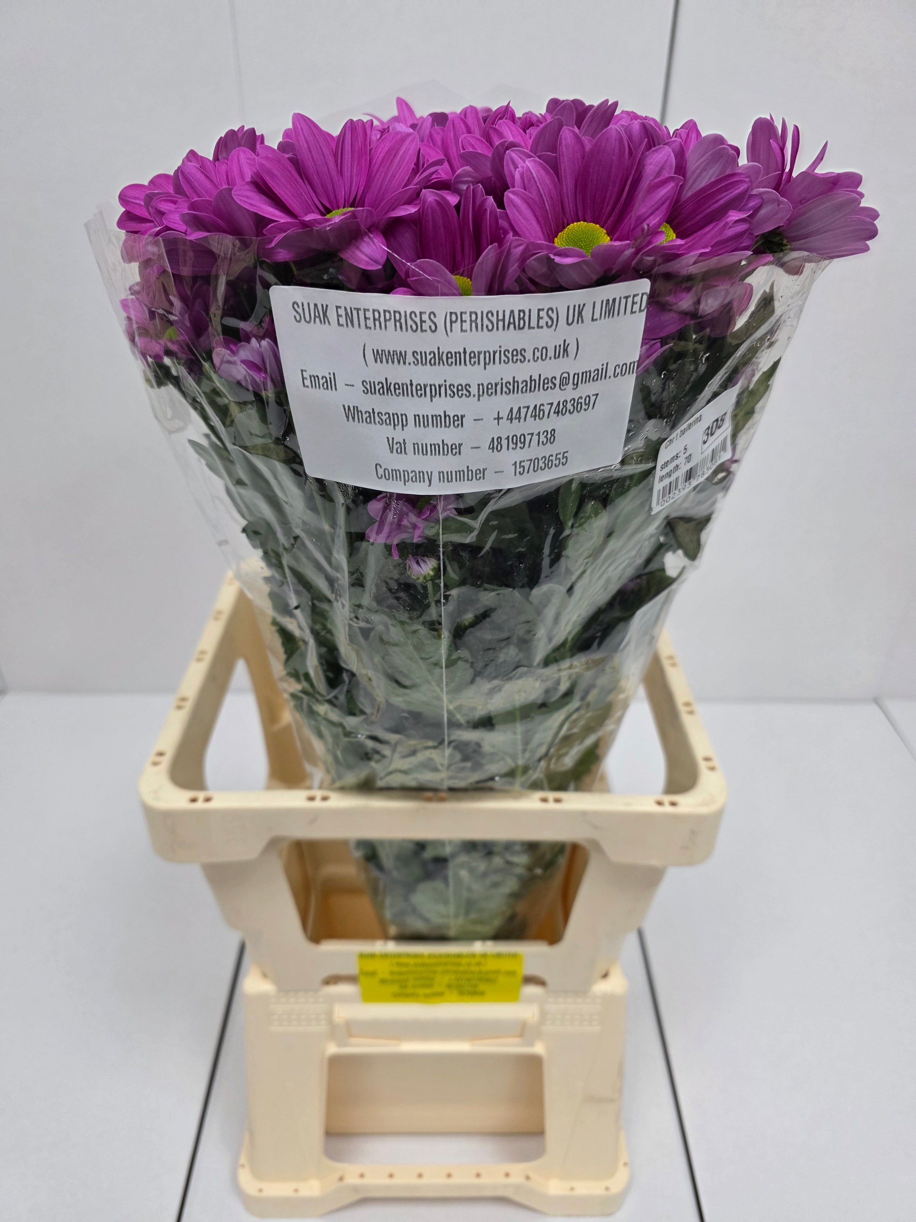 Farm Fresh Spray Chrysanthemum T Ballerina Pink (Bunch of 5 stems, Length 70cm) (PACK OF 2)