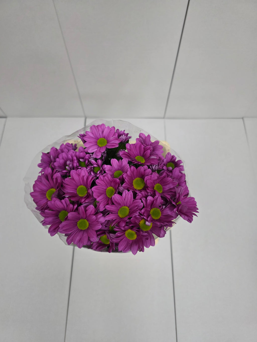 Farm Fresh Spray Chrysanthemum T Ballerina Pink (Bunch of 5 stems, Length 70cm) (PACK OF 2)
