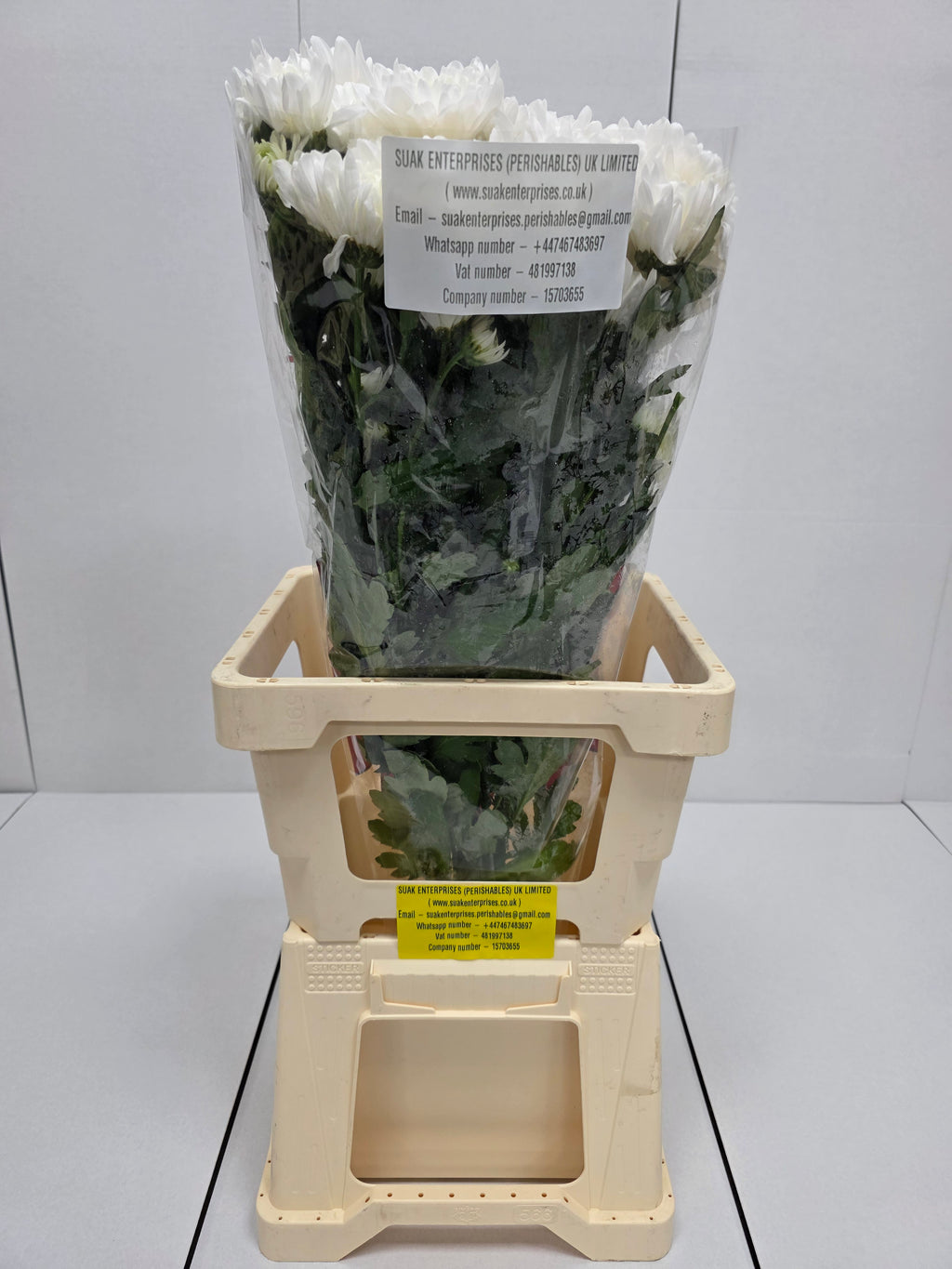 Farm Fresh Spray Chrysanthemum T Baltica (Bunch of 5 stems, Length 70cm) (PACK OF 2)