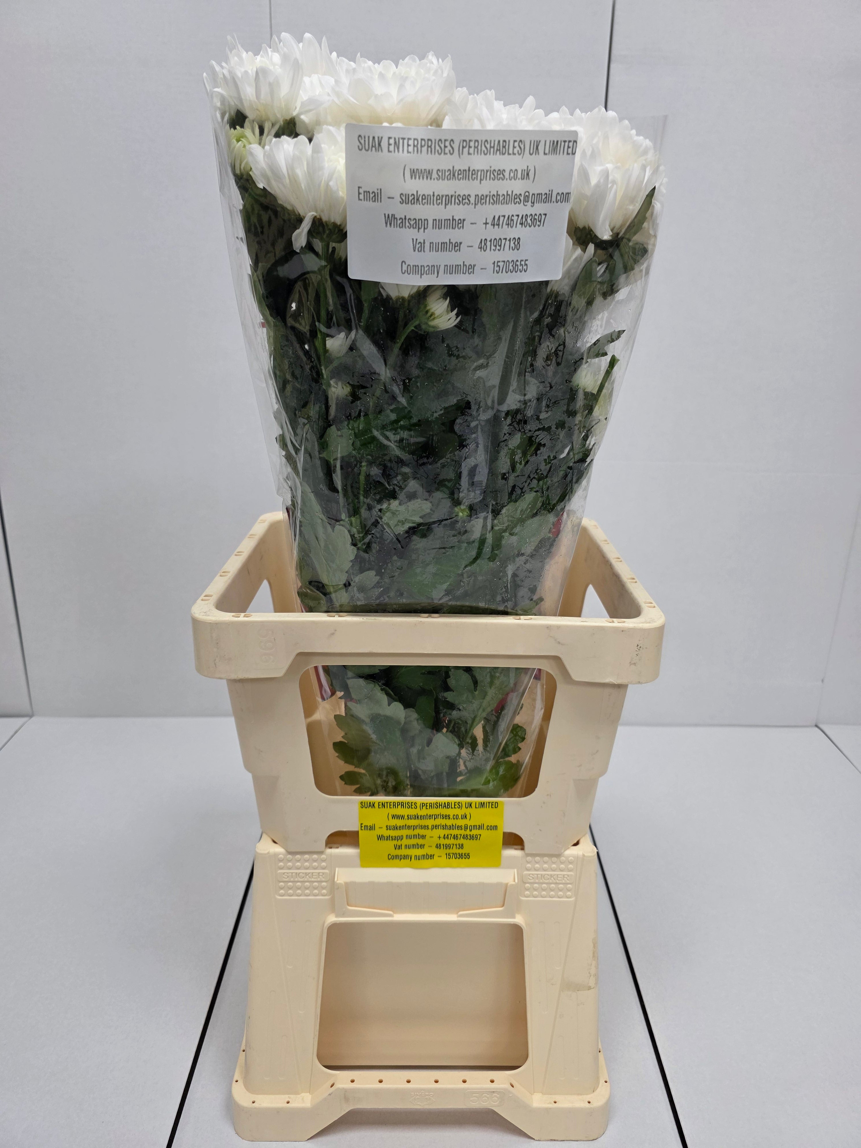 Farm Fresh Spray Chrysanthemum T Baltica (Bunch of 5 stems, Length 70cm) (PACK OF 2)