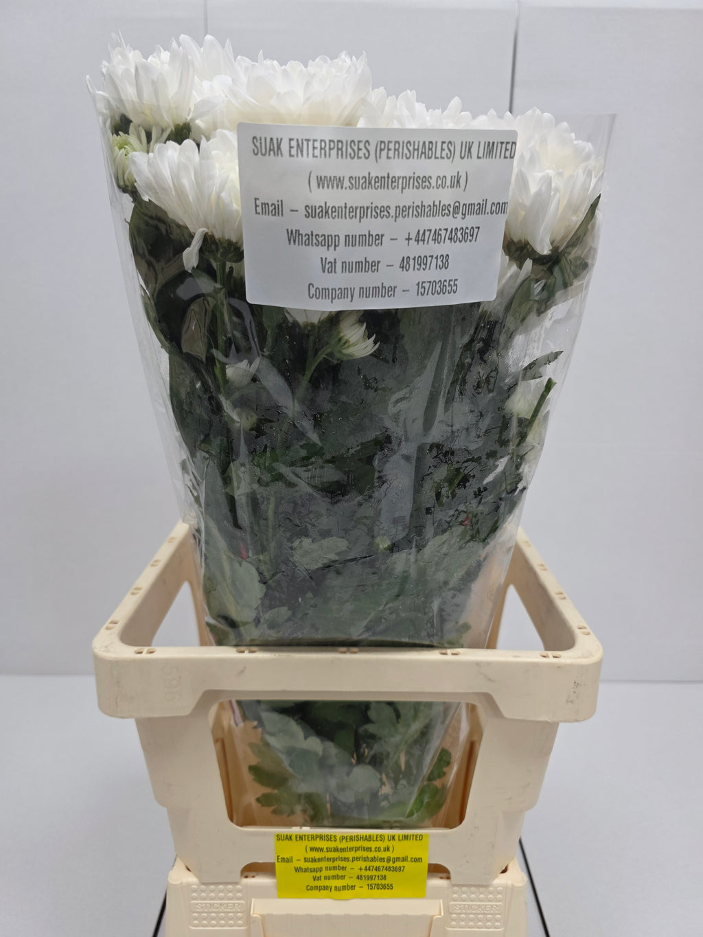 Farm Fresh Spray Chrysanthemum T Baltica (Bunch of 5 stems, Length 70cm) (PACK OF 2)