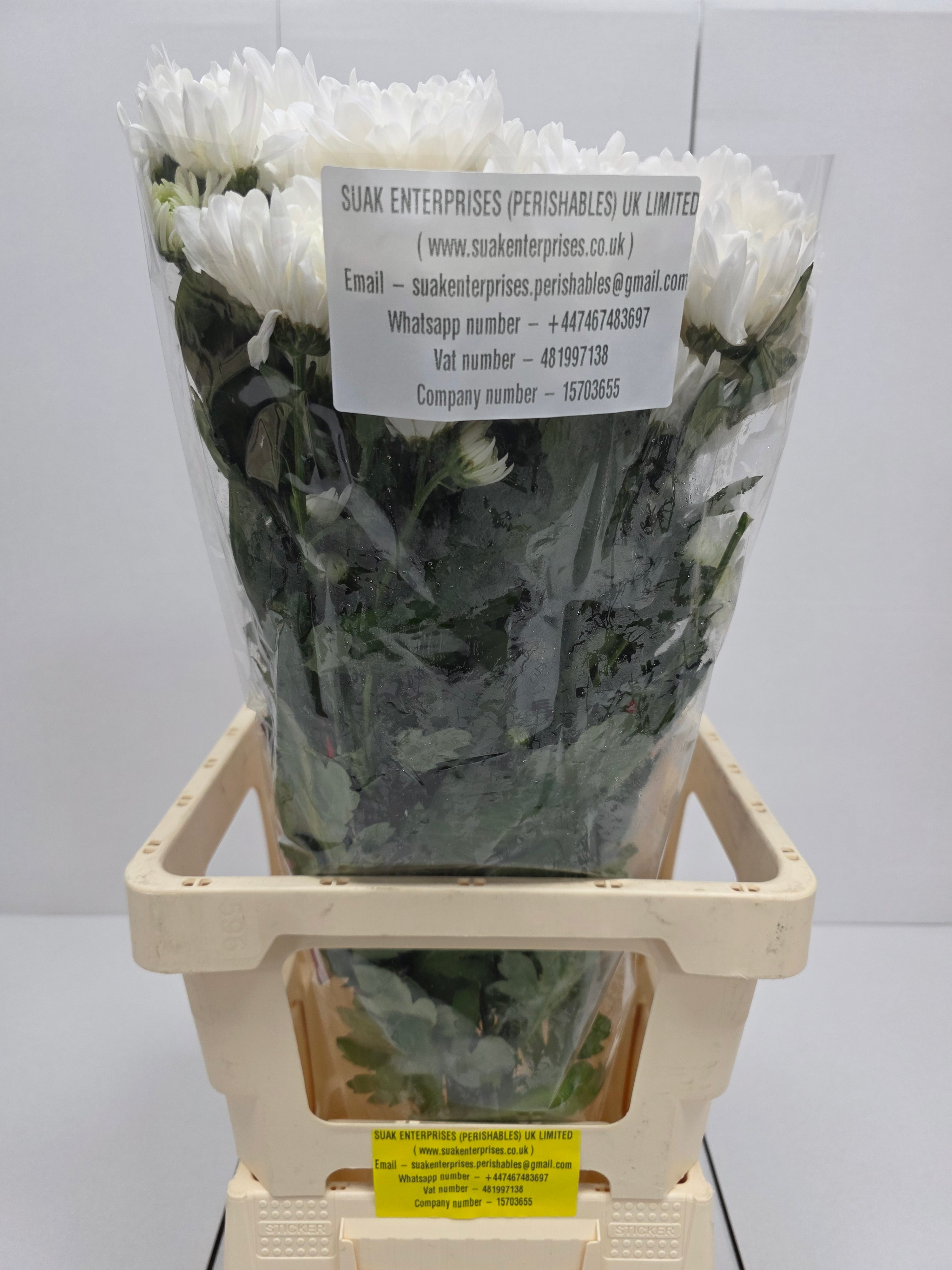 Farm Fresh Spray Chrysanthemum T Baltica (Bunch of 5 stems, Length 70cm) (PACK OF 2)