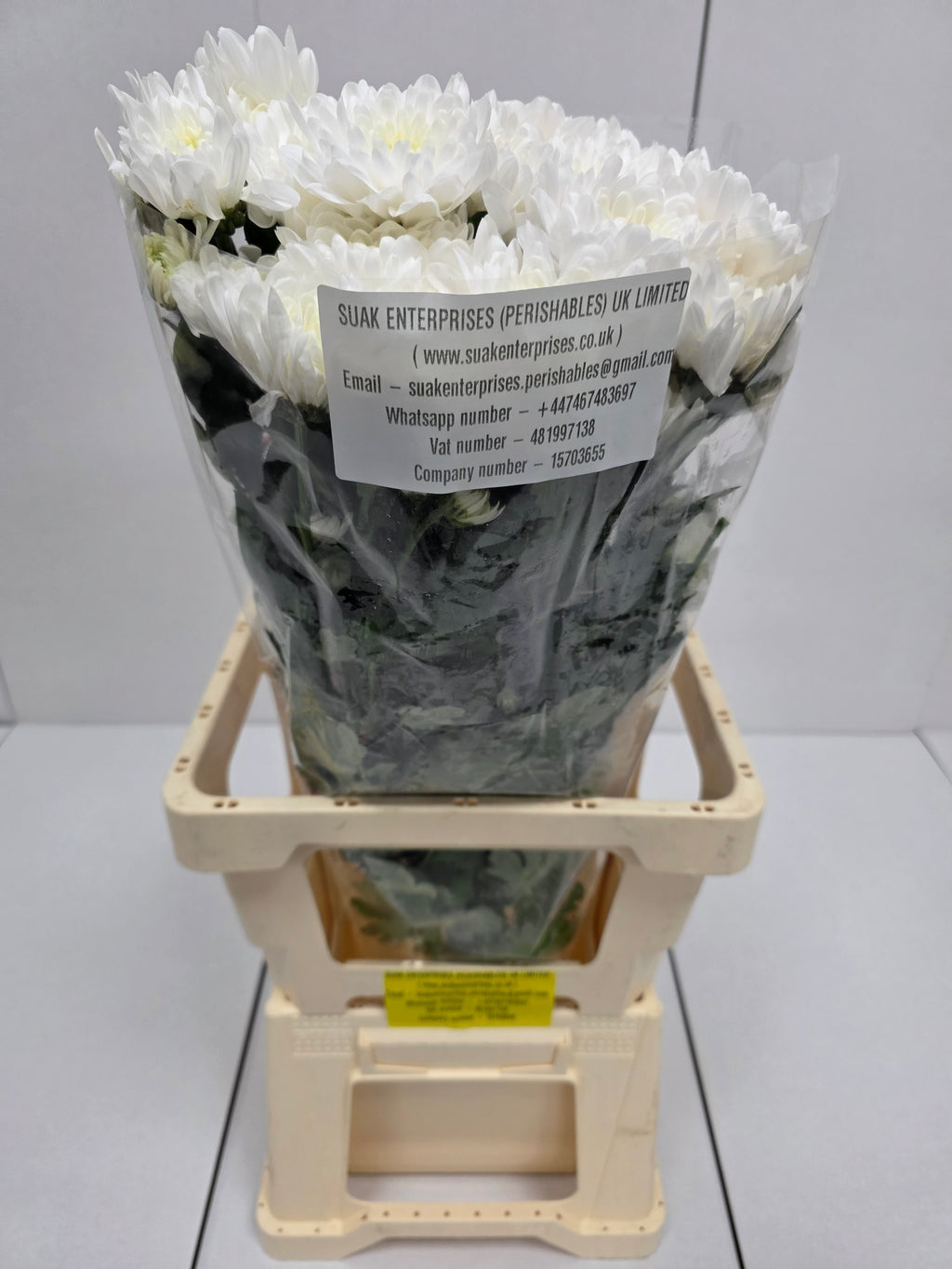 Farm Fresh Spray Chrysanthemum T Baltica (Bunch of 5 stems, Length 70cm) (PACK OF 2)