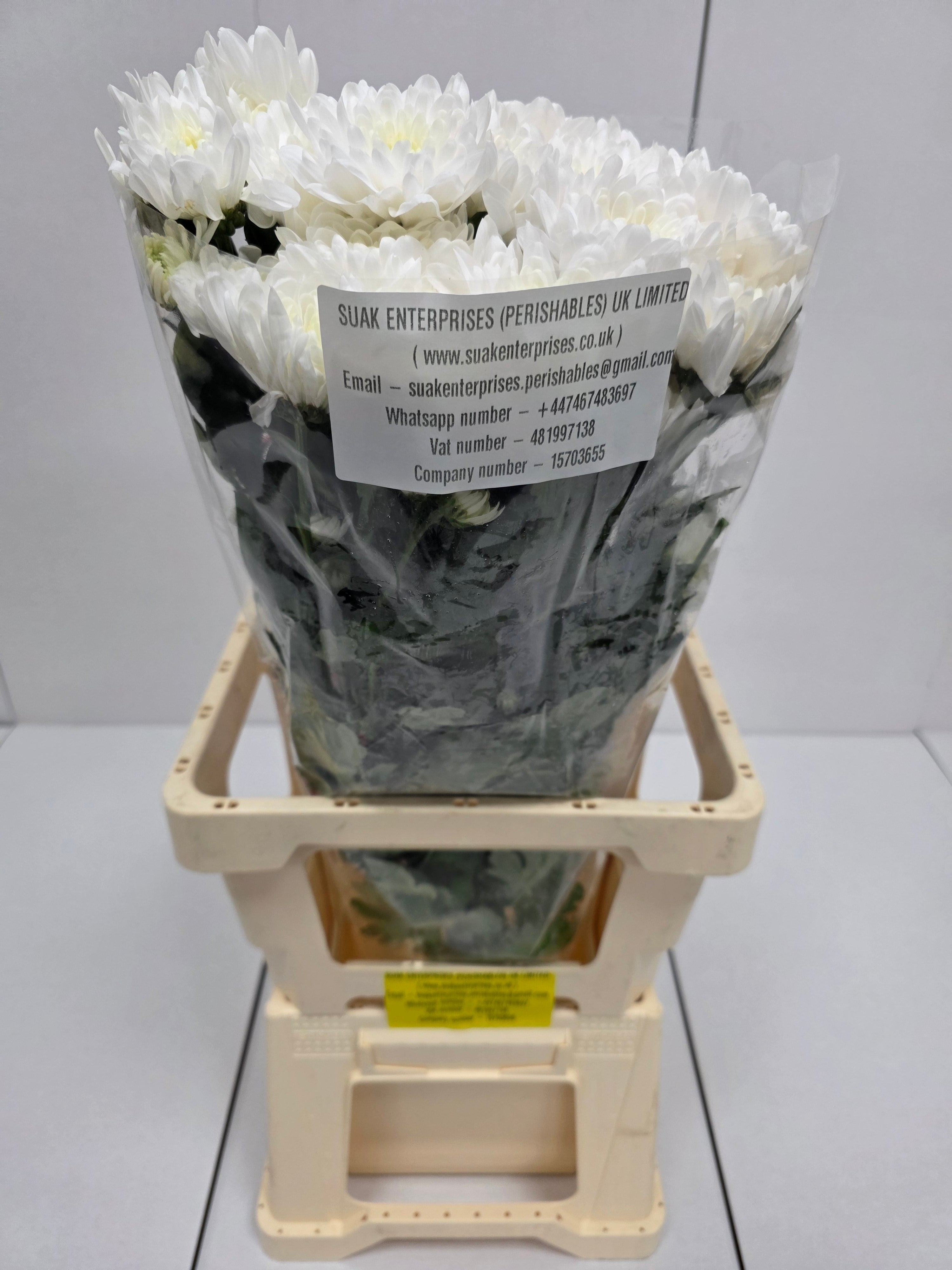 Farm Fresh Spray Chrysanthemum T Baltica (Bunch of 5 stems, Length 70cm) (PACK OF 2)