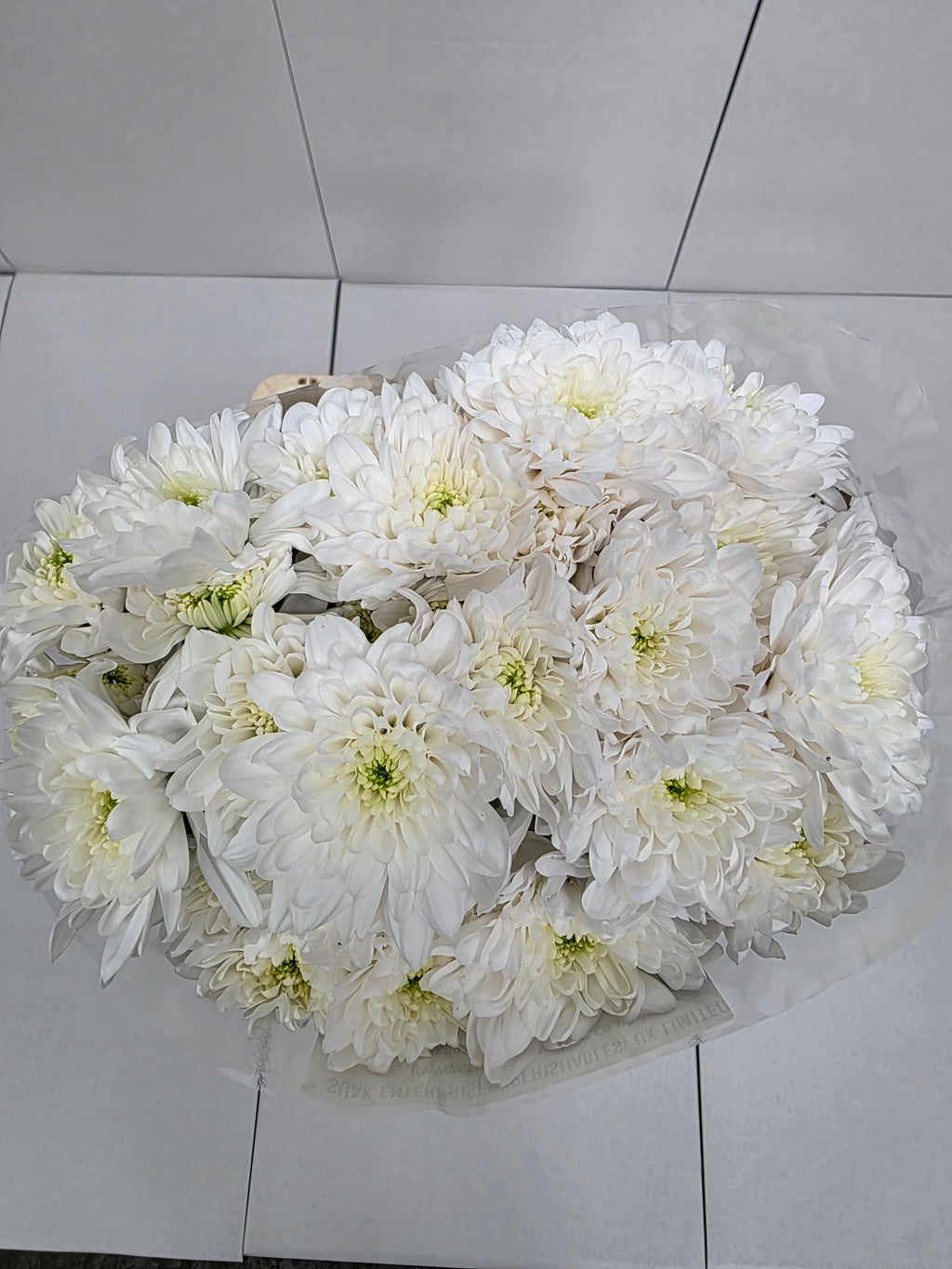 Farm Fresh Spray Chrysanthemum T Baltica (Bunch of 5 stems, Length 70cm) (PACK OF 2)