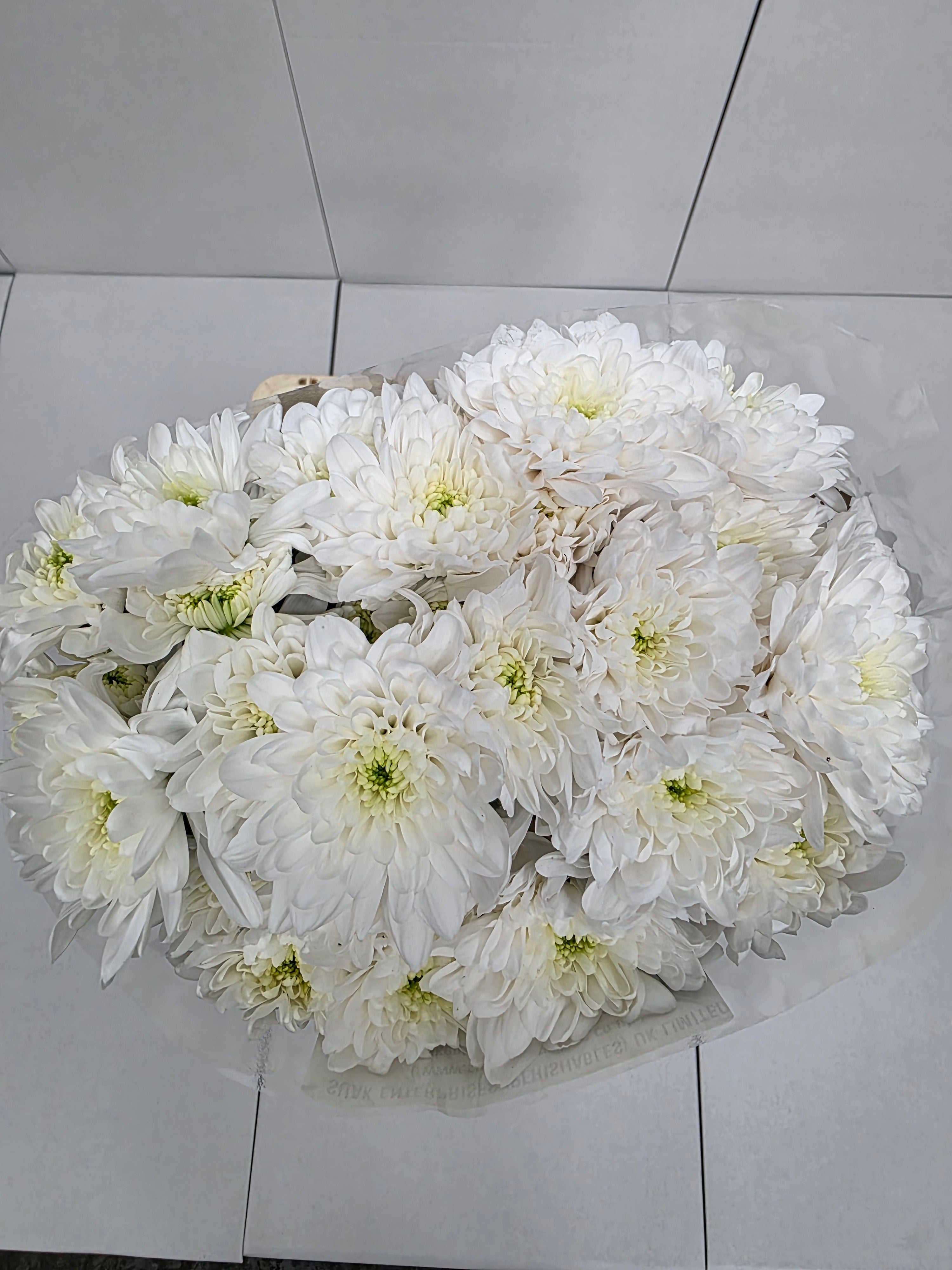 Farm Fresh Spray Chrysanthemum T Baltica (Bunch of 5 stems, Length 70cm) (PACK OF 2)