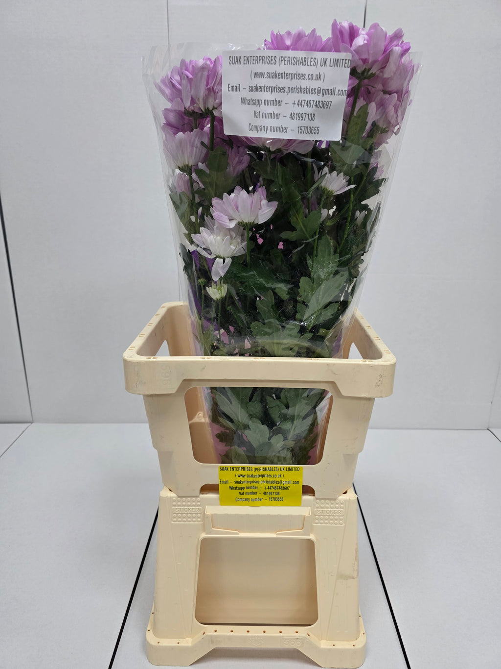 Farm Fresh Spray Chrysanthemum T Baltica Pink (Bunch of 5 stems, Length 70cm) (PACK OF 2)