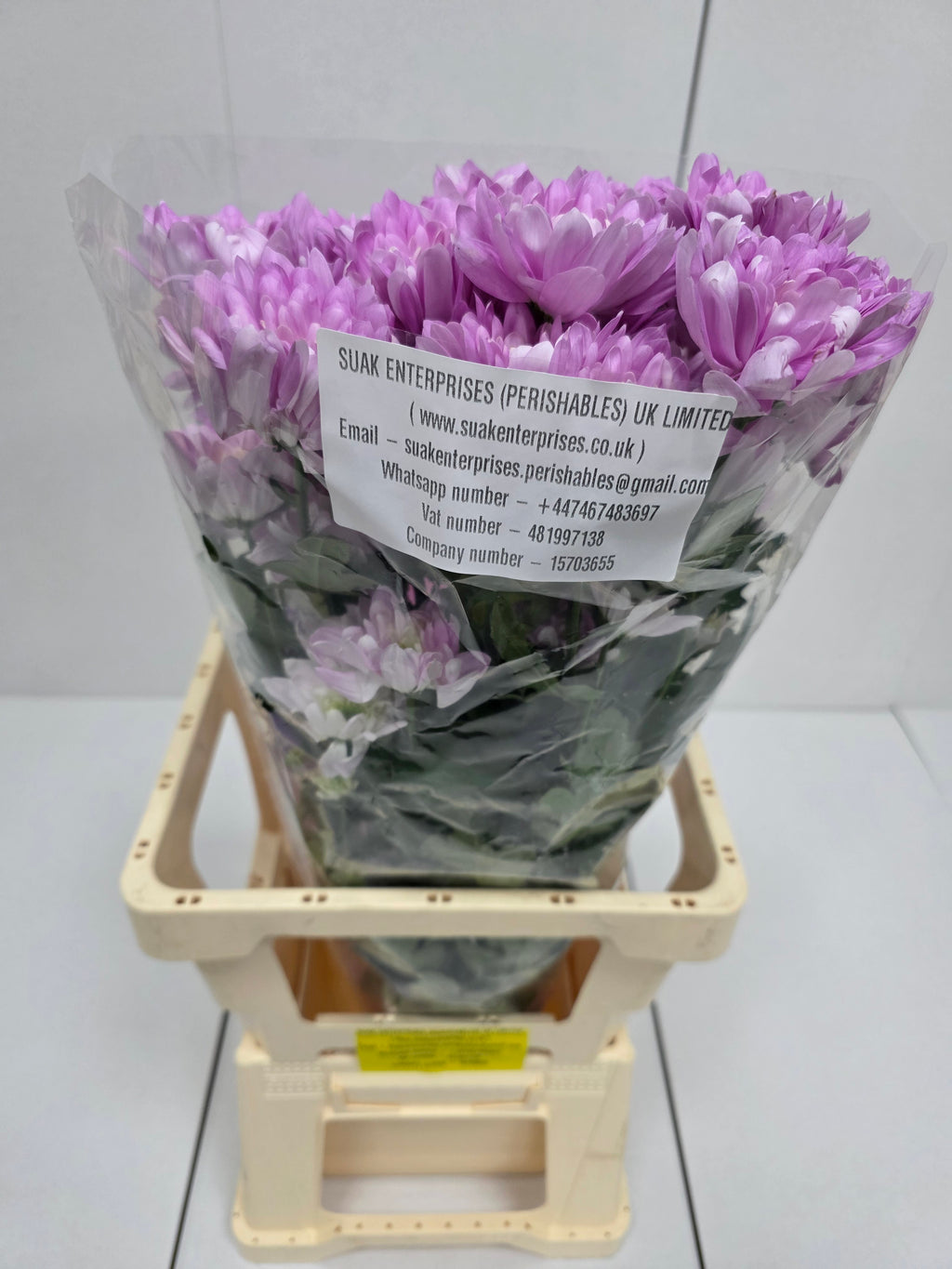 Farm Fresh Spray Chrysanthemum T Baltica Pink (Bunch of 5 stems, Length 70cm) (PACK OF 2)