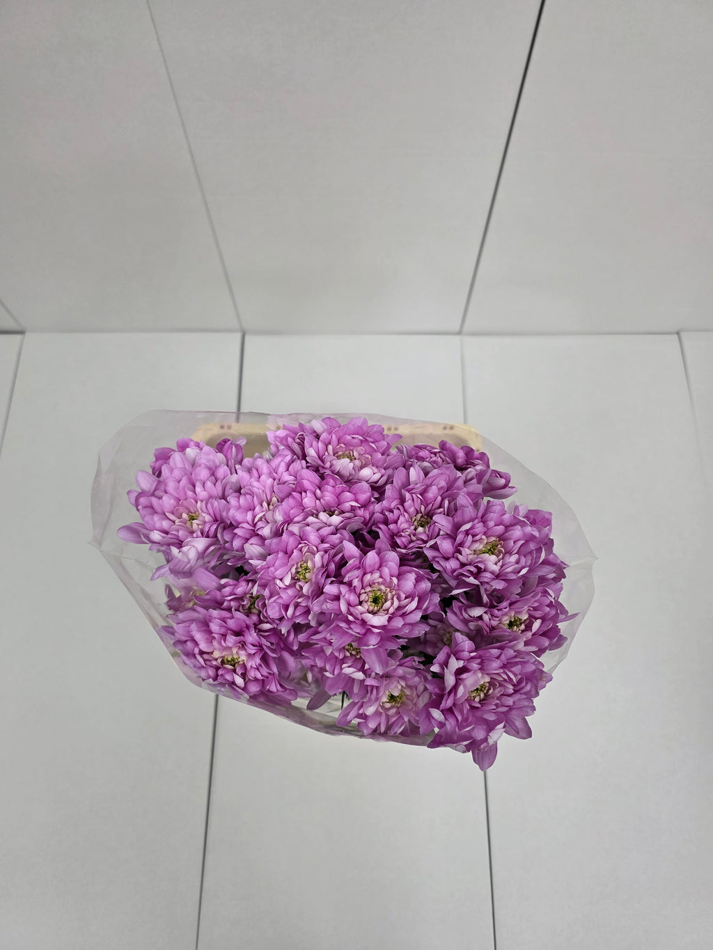 Farm Fresh Spray Chrysanthemum T Baltica Pink (Bunch of 5 stems, Length 70cm) (PACK OF 2)