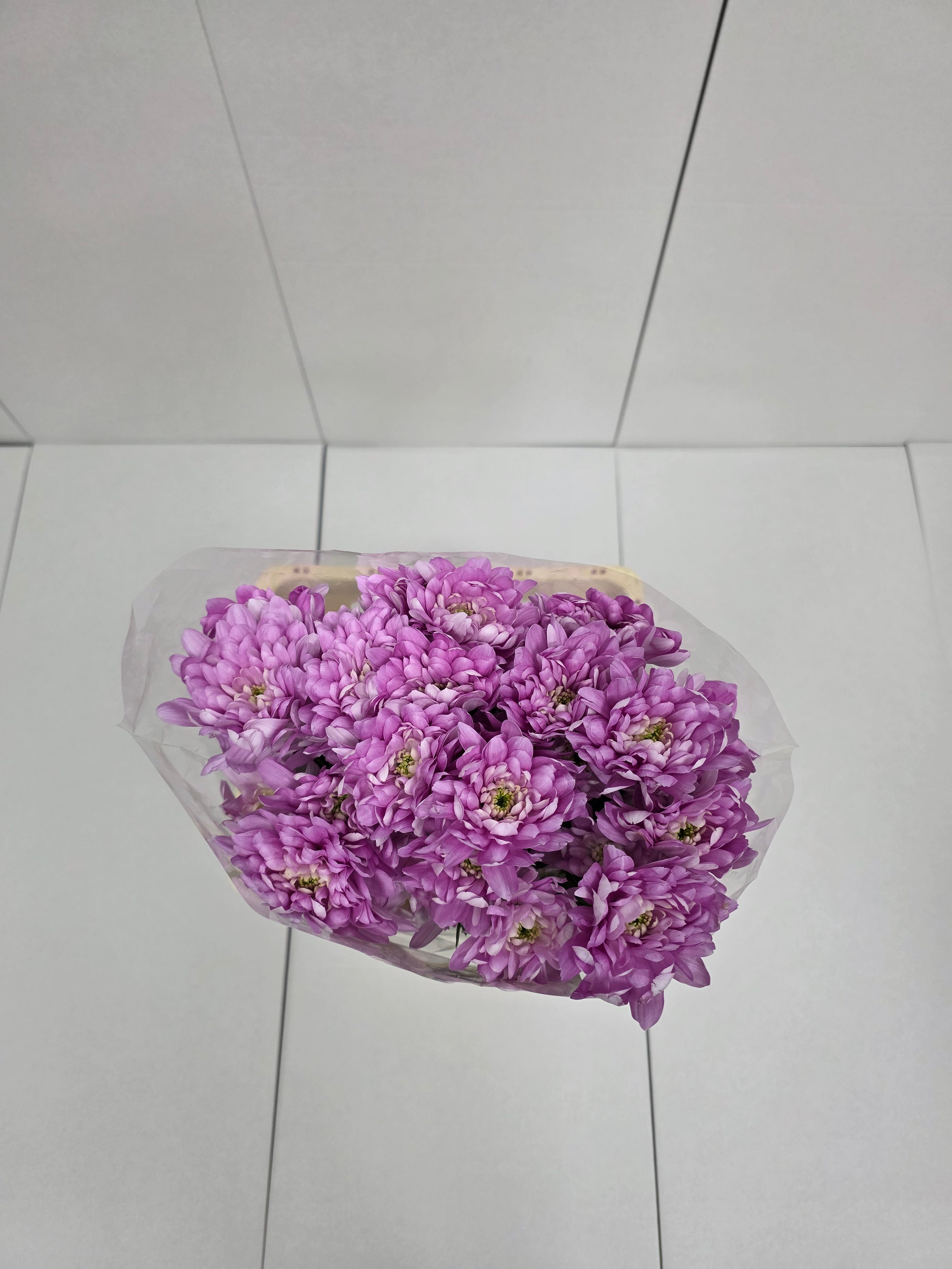 Farm Fresh Spray Chrysanthemum T Baltica Pink (Bunch of 5 stems, Length 70cm) (PACK OF 2)