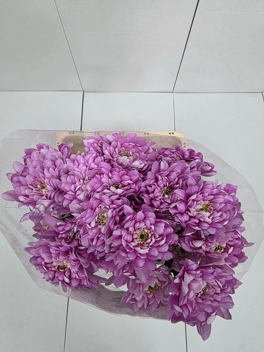 Farm Fresh Spray Chrysanthemum T Baltica Pink (Bunch of 5 stems, Length 70cm) (PACK OF 2)