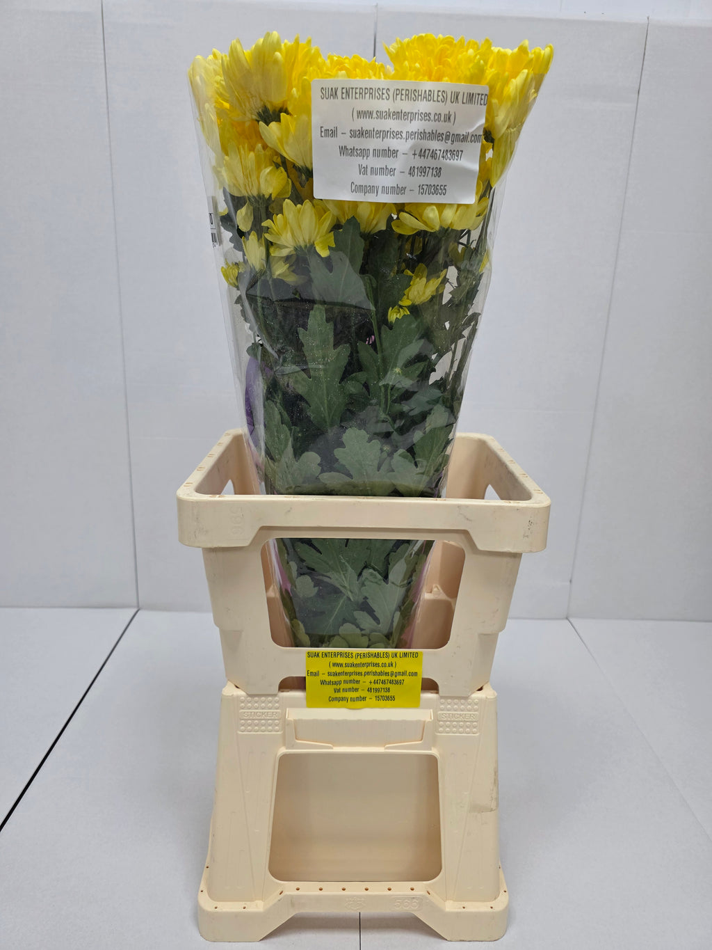 Farm Fresh Spray Chrysanthemum T Baltica Yellow (Bunch of 5 stems, Length 70cm) (PACK OF 2)